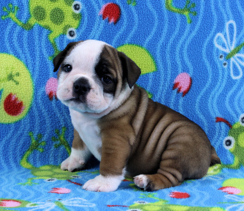 Puppies - Newbies | Sugarplum Bulldogs the smaller English Bulldog Puppies