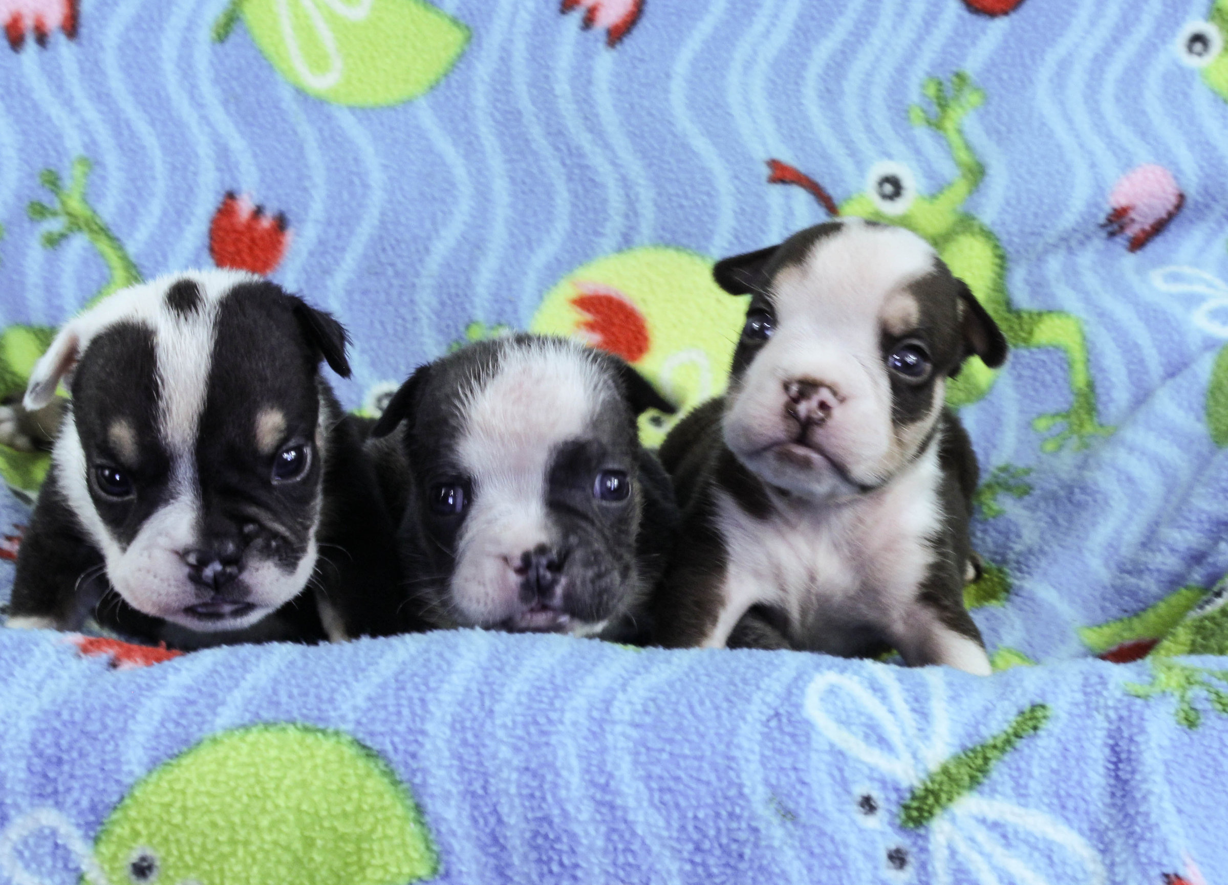 Home of the Smaller AKC English Bulldog Puppies - Newbies