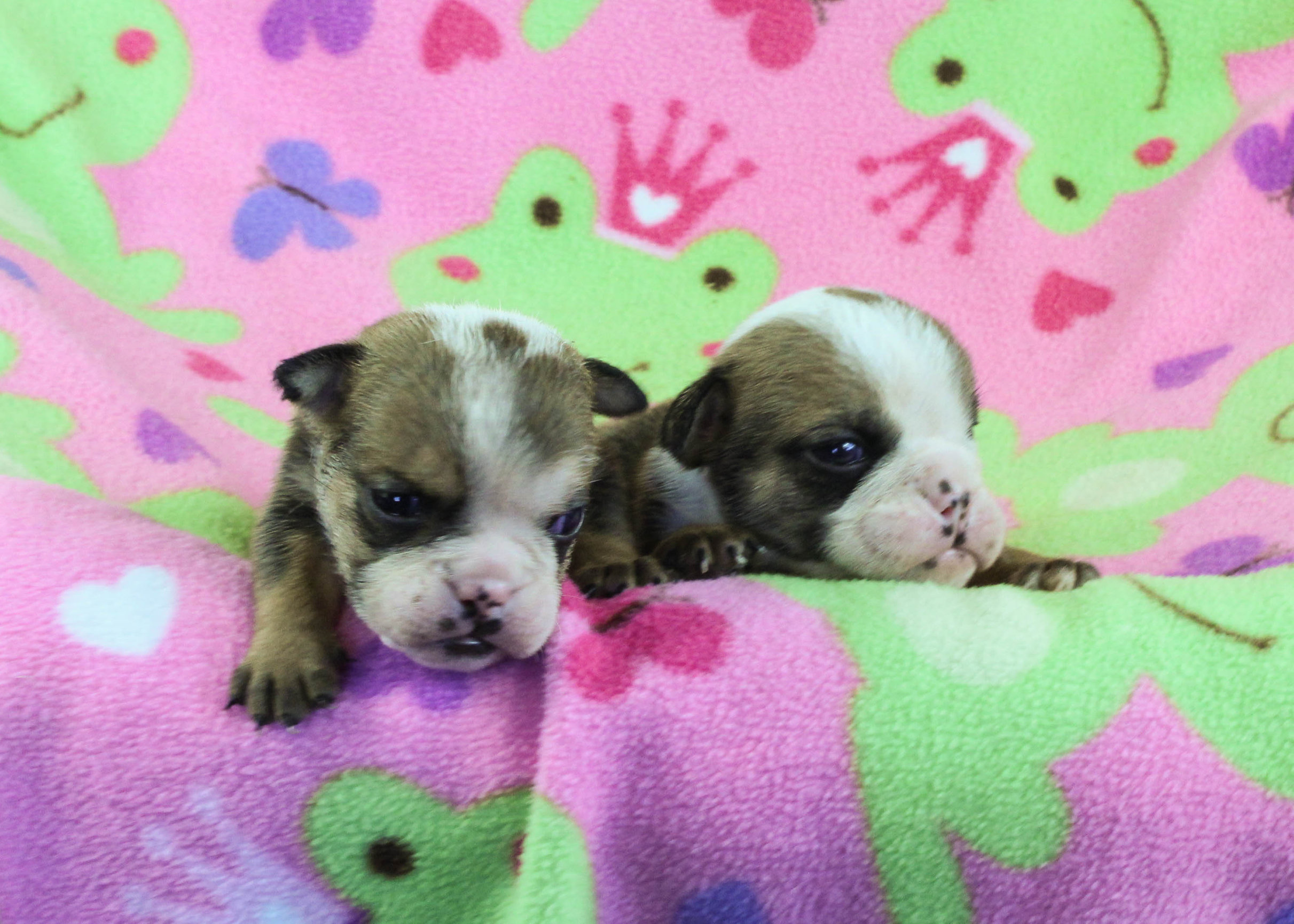 Home of the Smaller AKC English Bulldog Puppies - Newbies