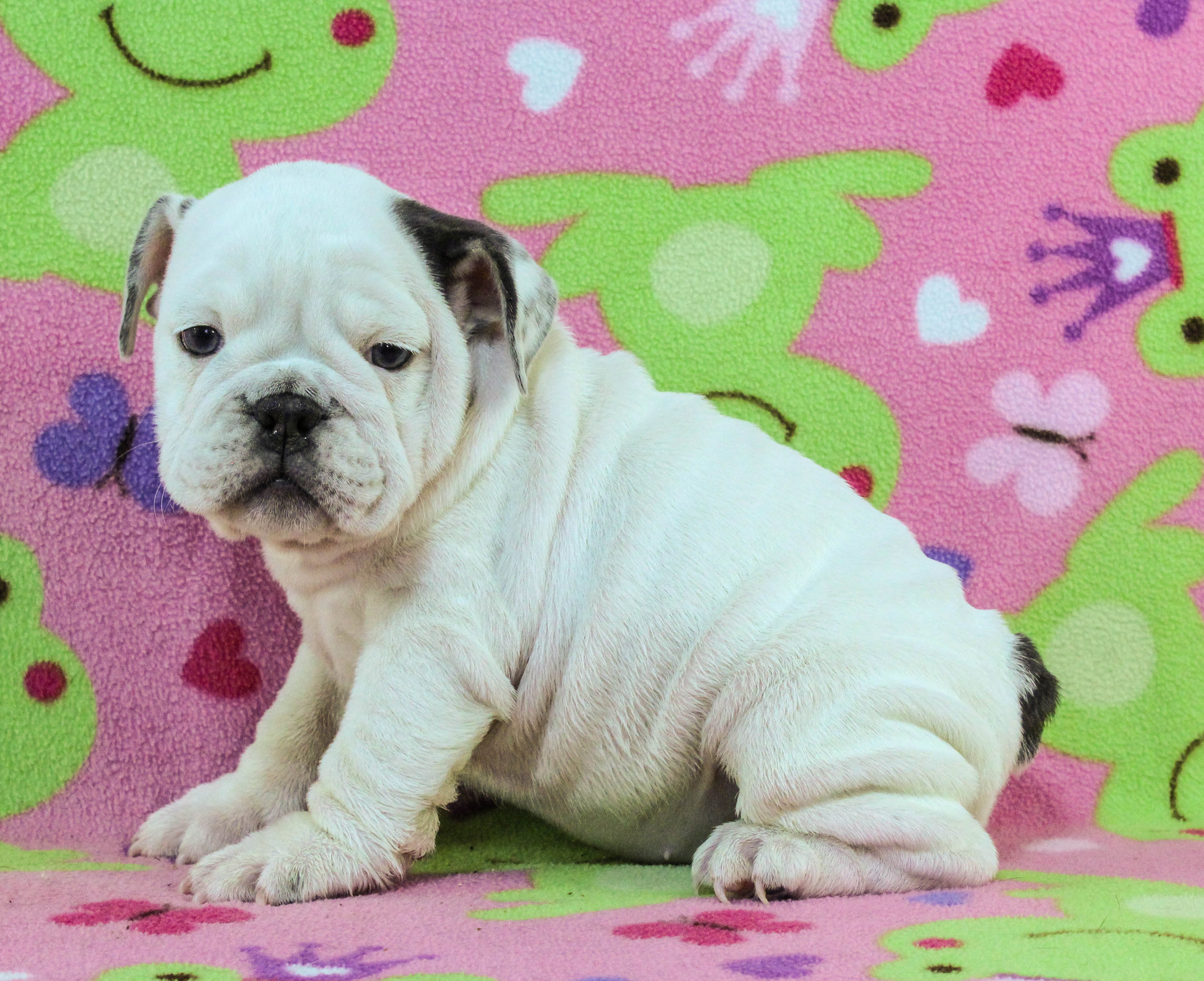 Home of the Smaller AKC English Bulldog Puppies - Newbies