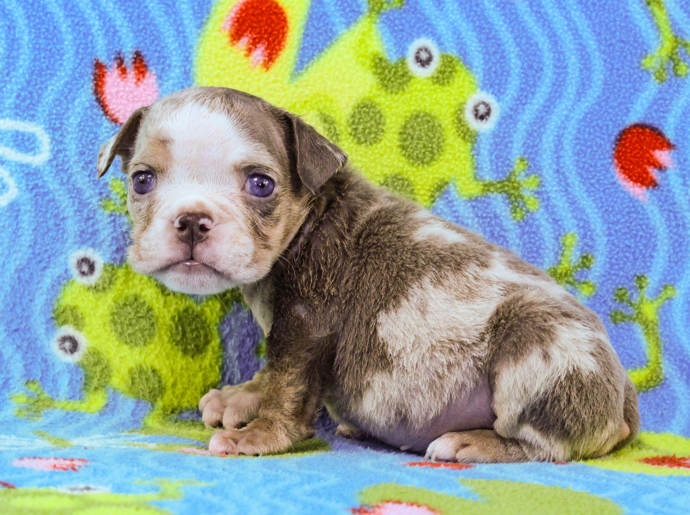 Home of the Smaller AKC English Bulldog Puppies - Newbies