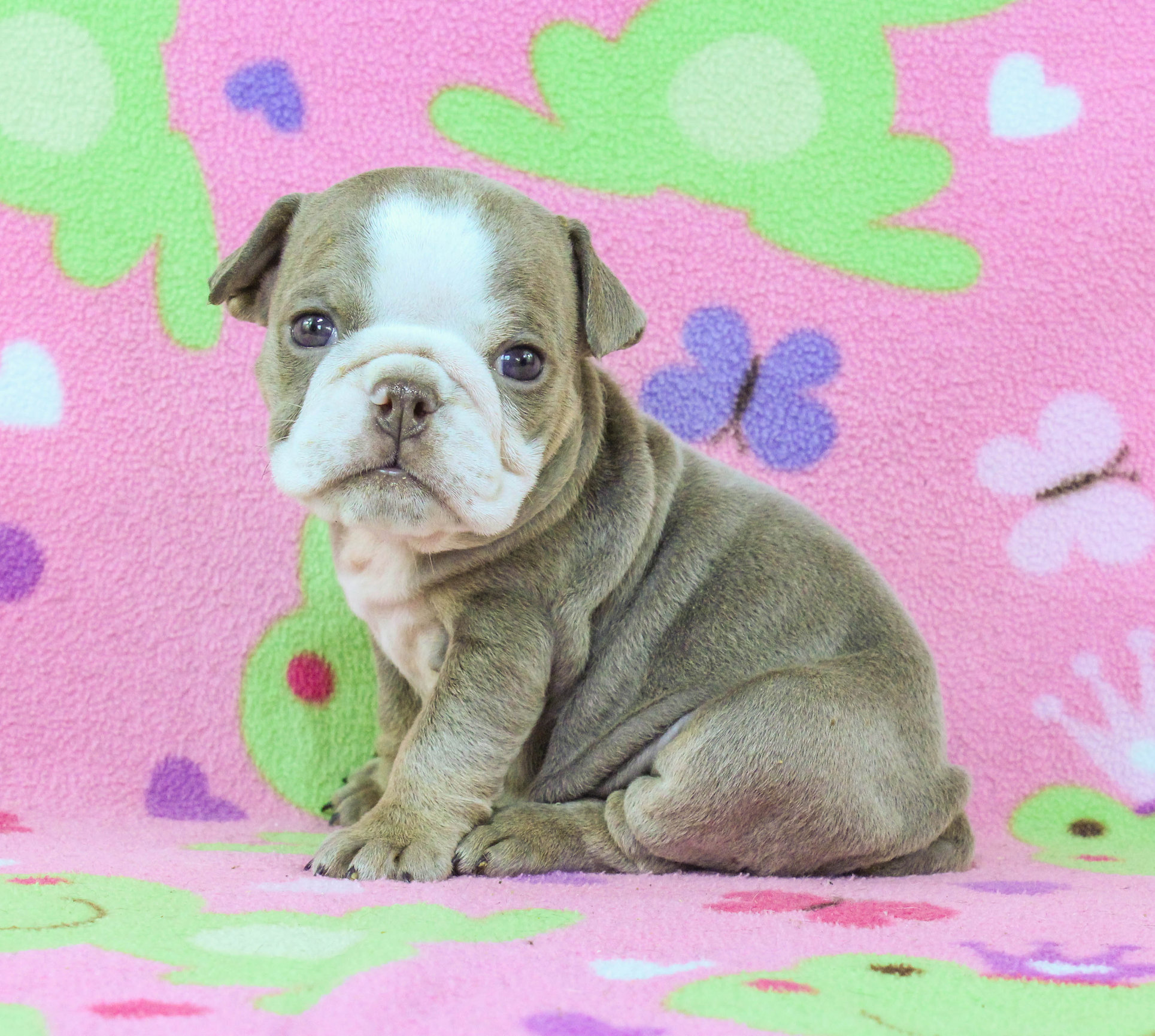 Home of the Smaller AKC English Bulldog Puppies - Newbies