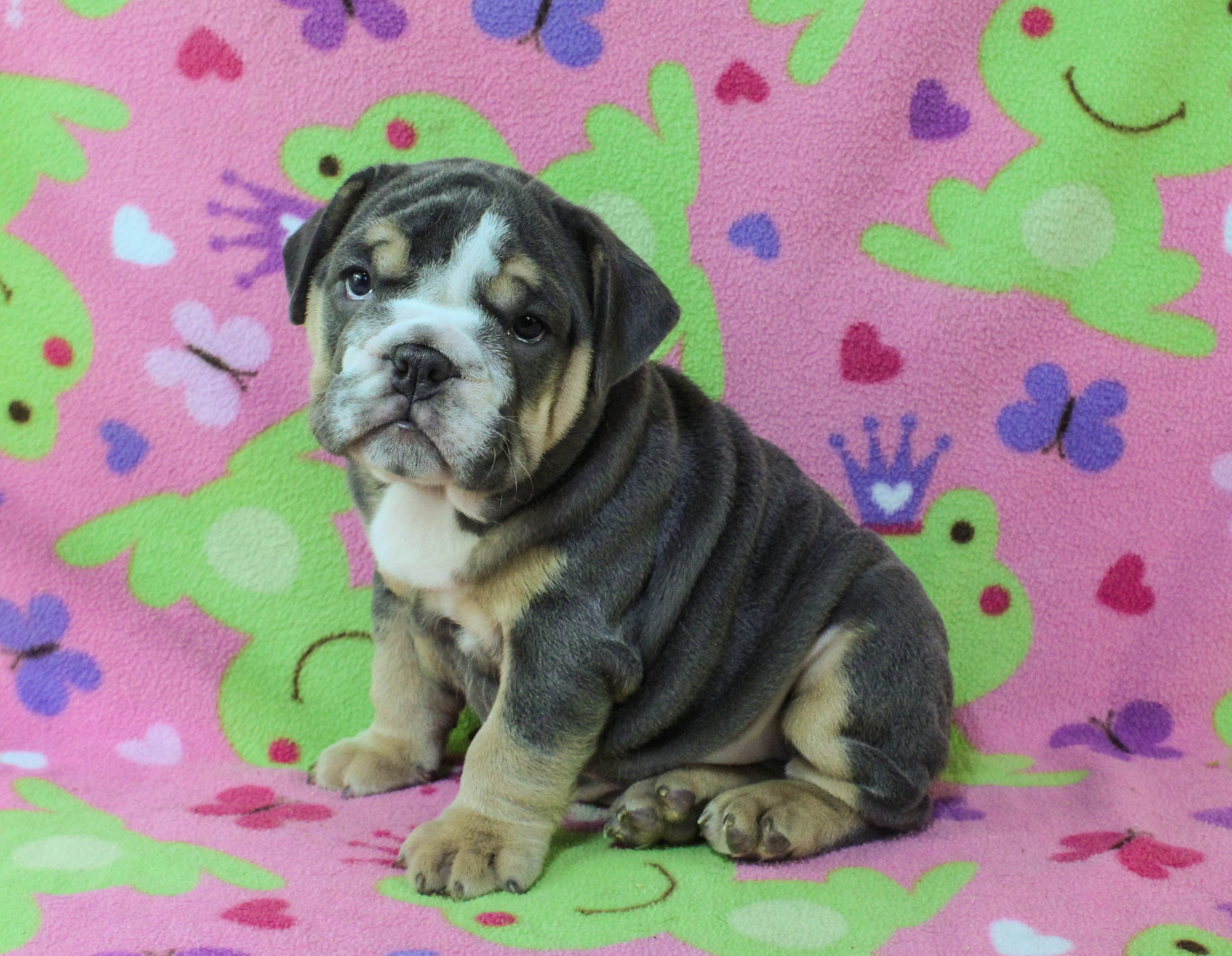 Home of the Smaller AKC English Bulldog Puppies - Newbies