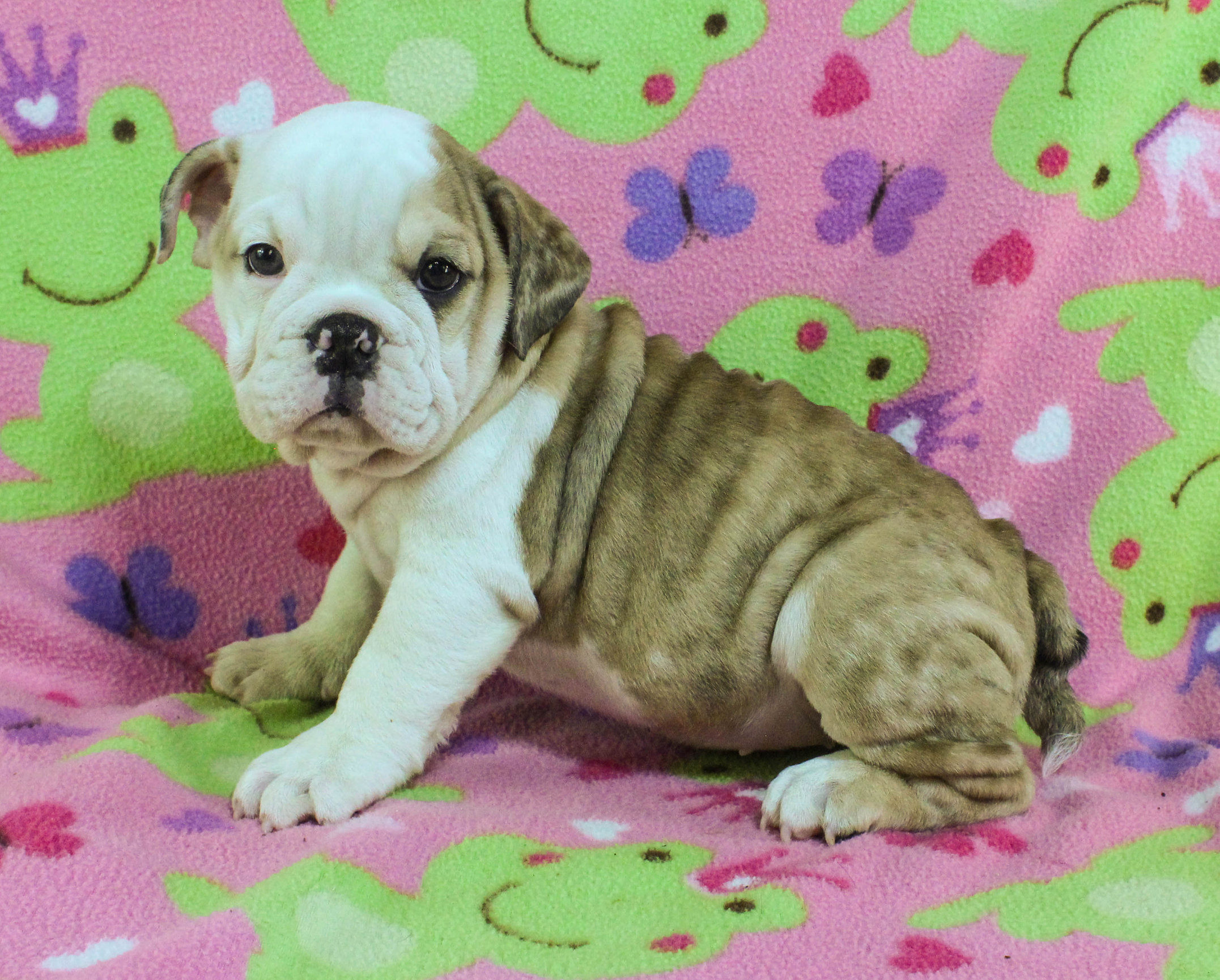 Home of the Smaller AKC English Bulldog Puppies - Newbies