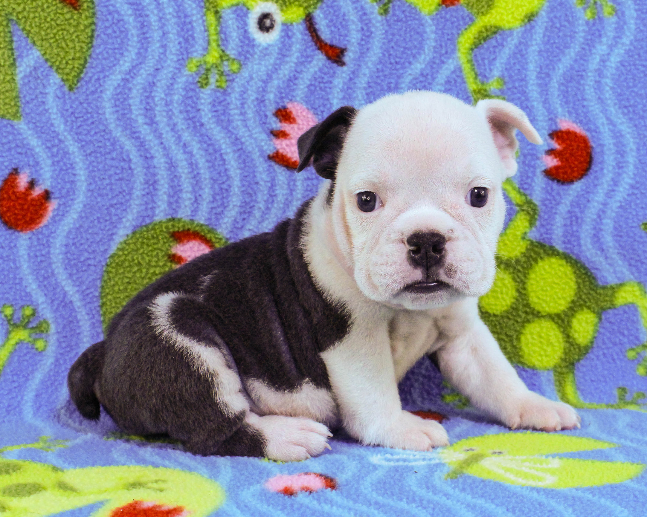 Home of the Smaller AKC English Bulldog Puppies - Newbies