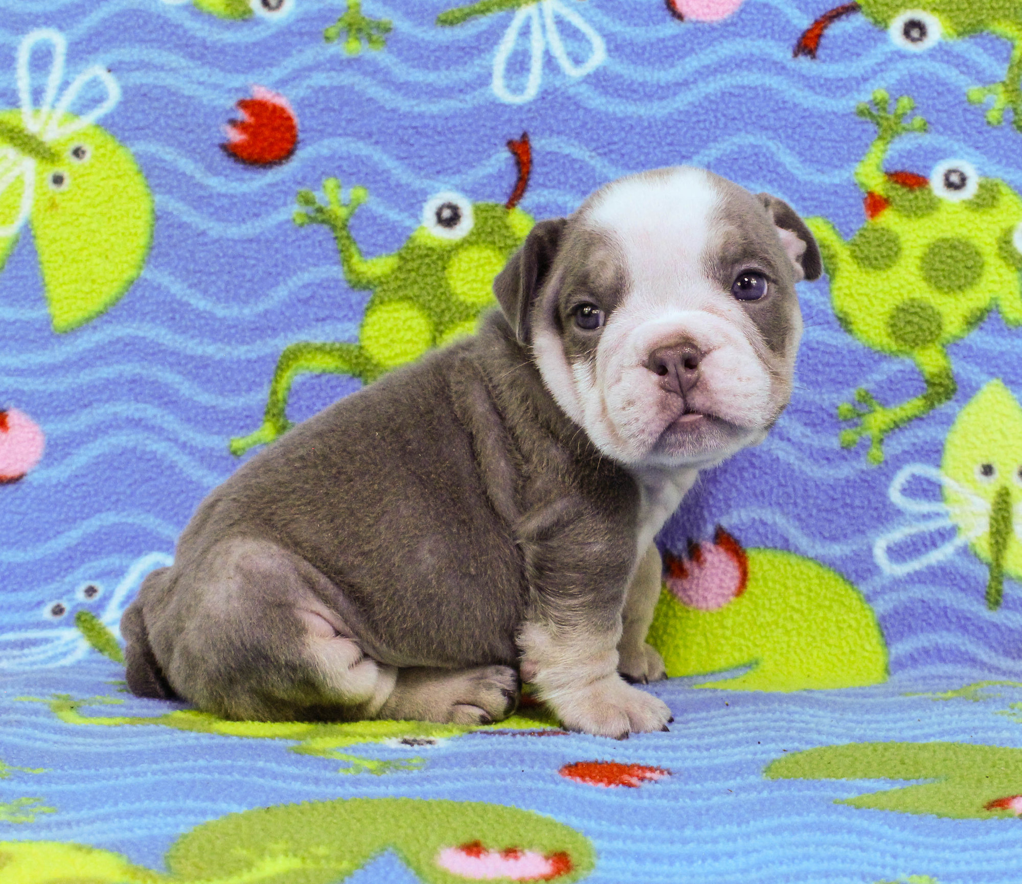 Home of the Smaller AKC English Bulldog Puppies - Newbies