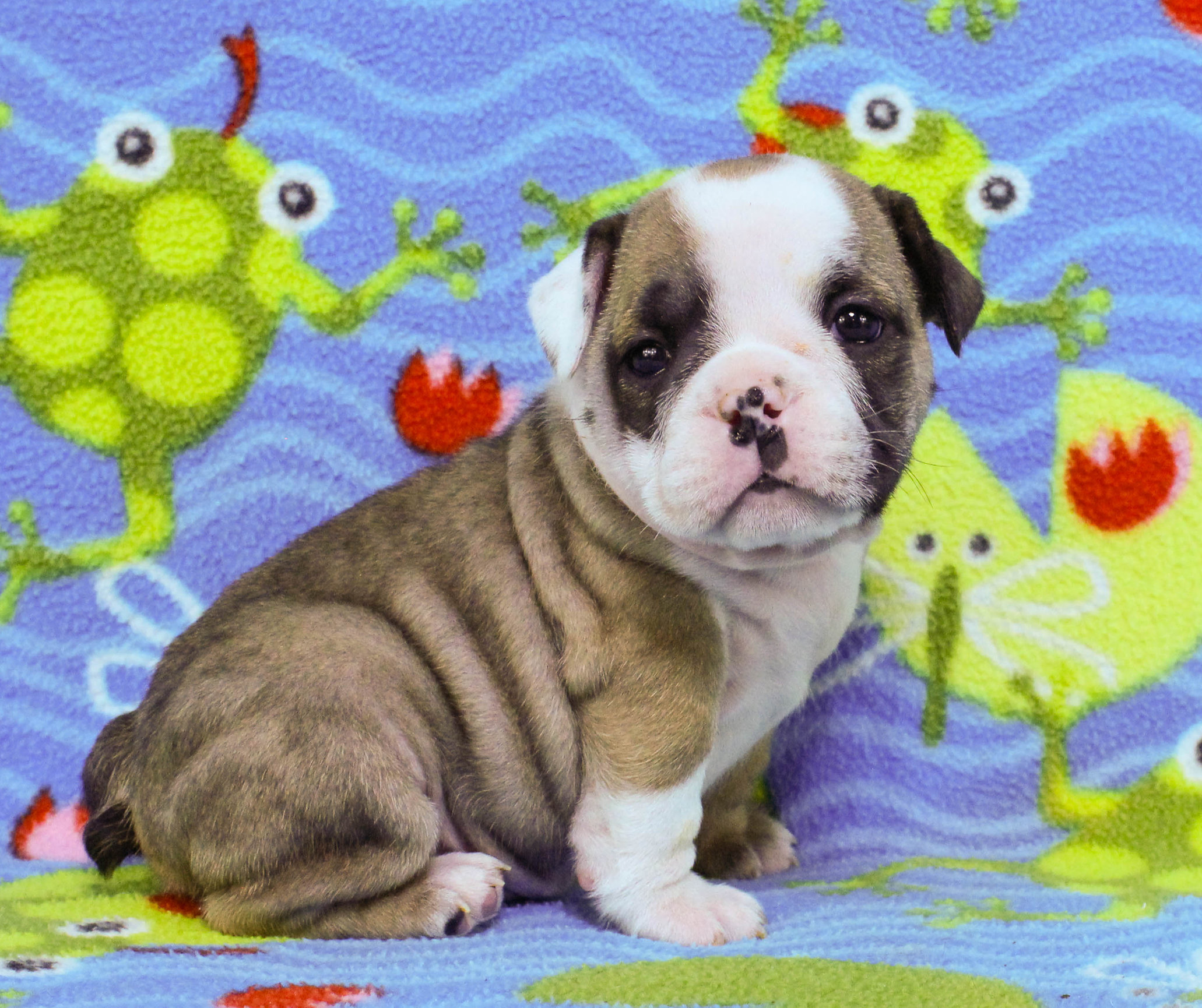 Home of the Smaller AKC English Bulldog Puppies - Newbies