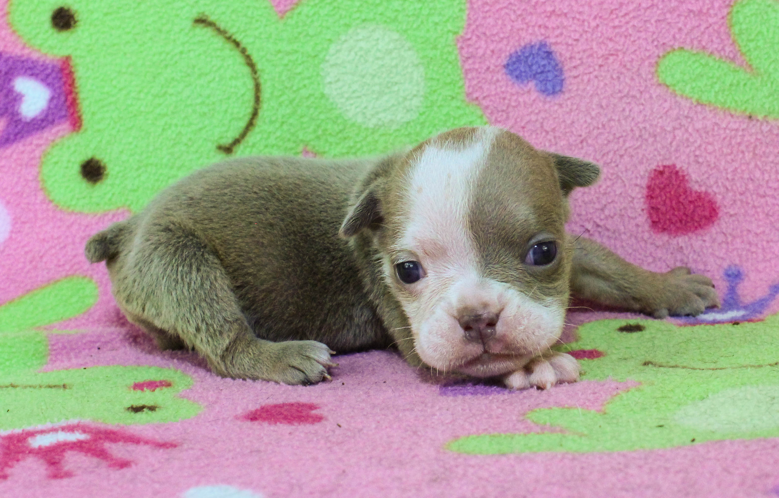 Home of the Smaller AKC English Bulldog Puppies - Newbies