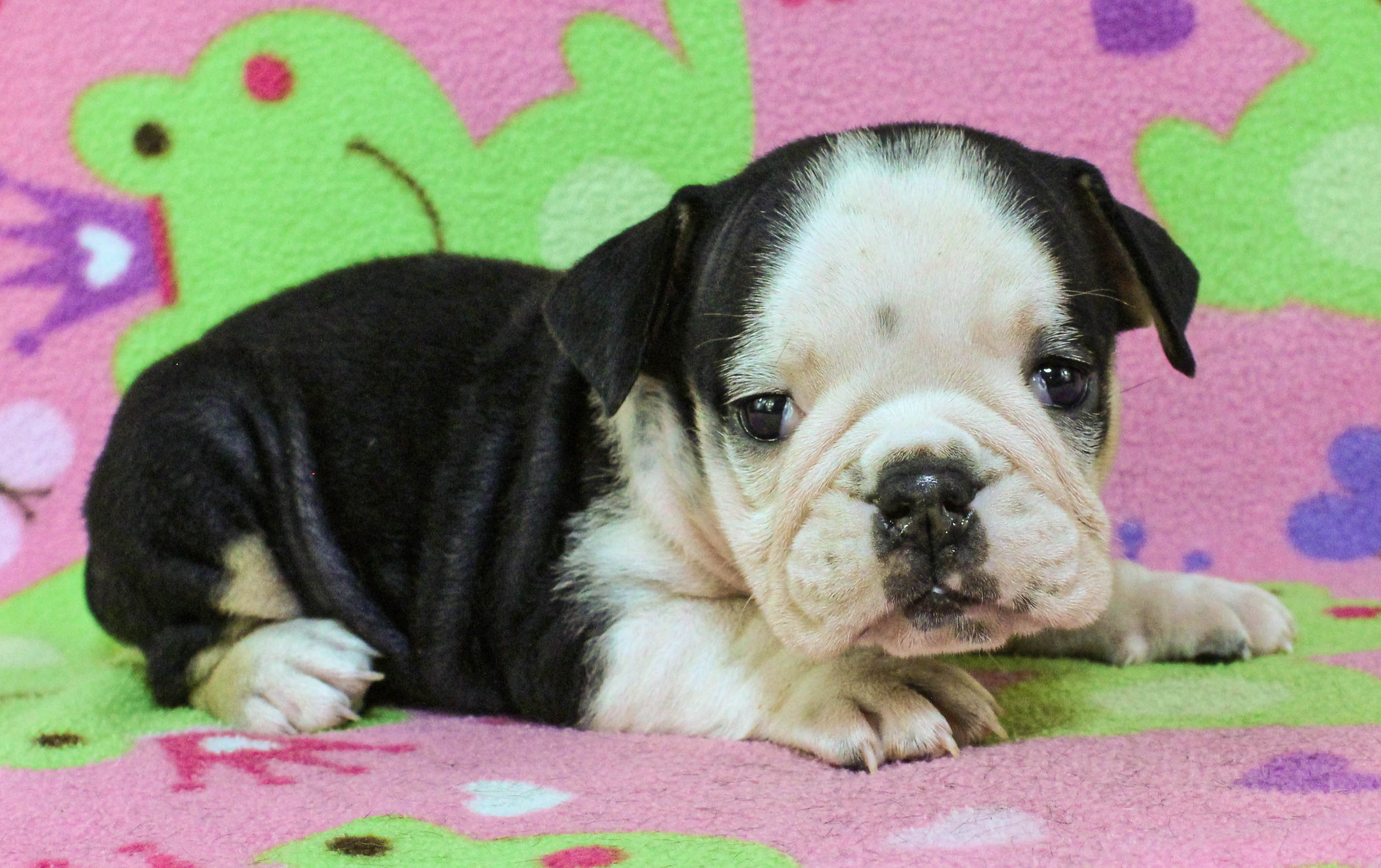 Home of the Smaller AKC English Bulldog Puppies - Newbies