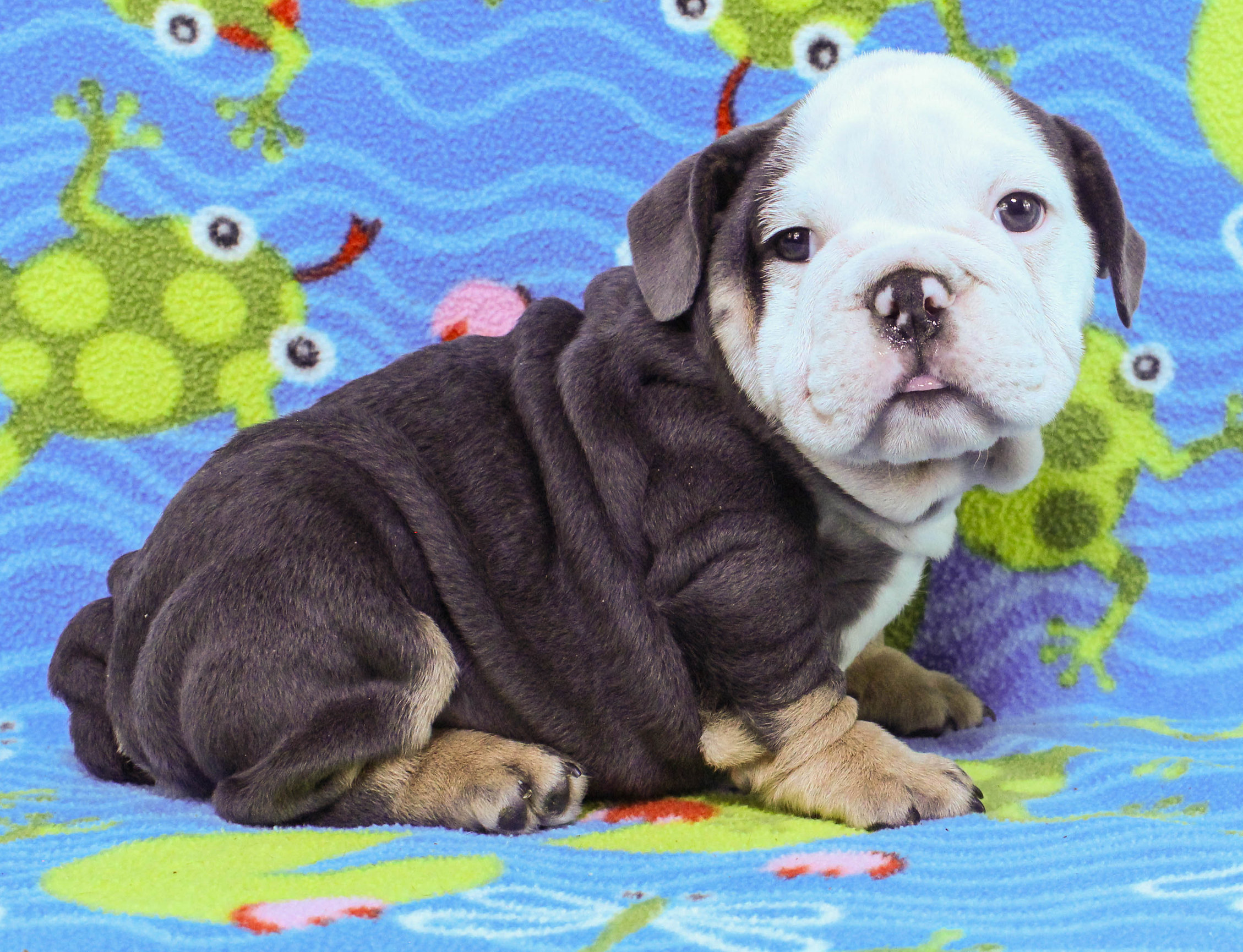 Home of the Smaller AKC English Bulldog Puppies - Newbies