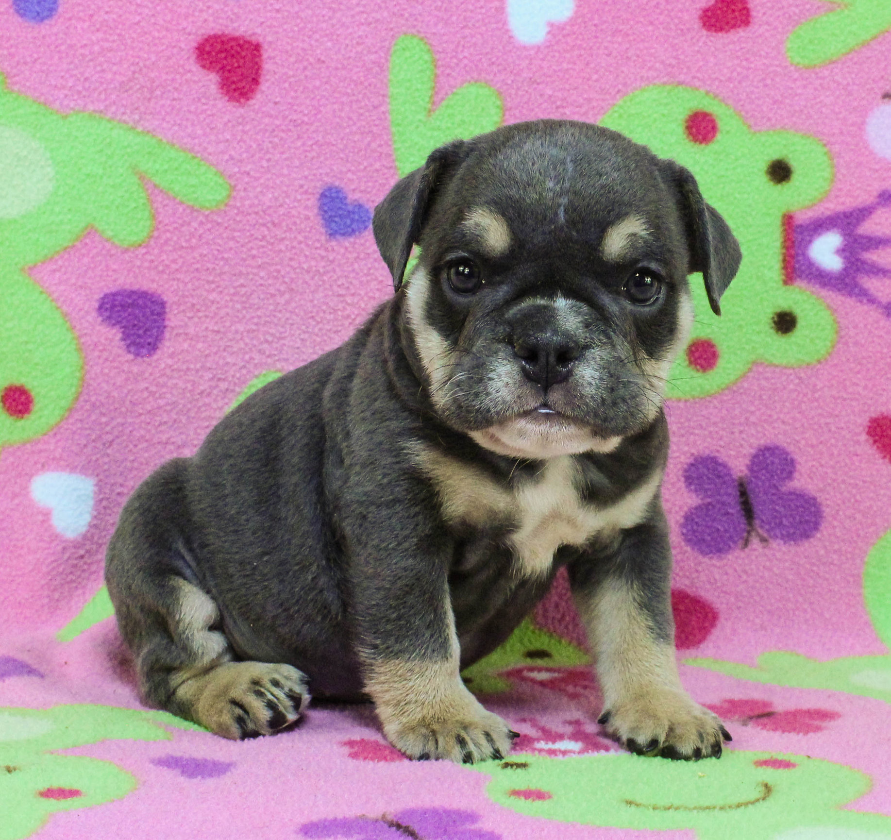 Home of the Smaller AKC English Bulldog Puppies - Newbies