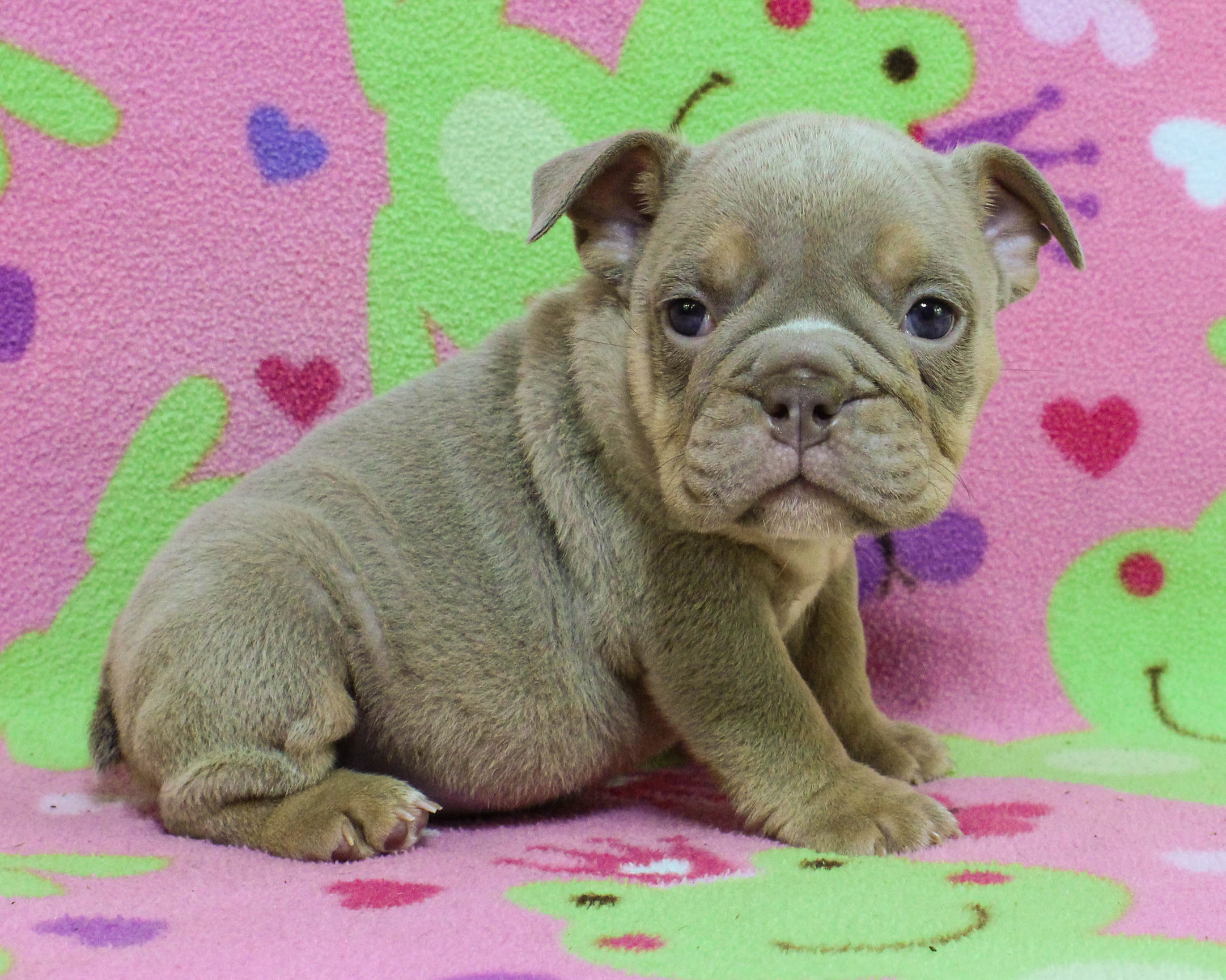 Home of the Smaller AKC English Bulldog Puppies - Newbies