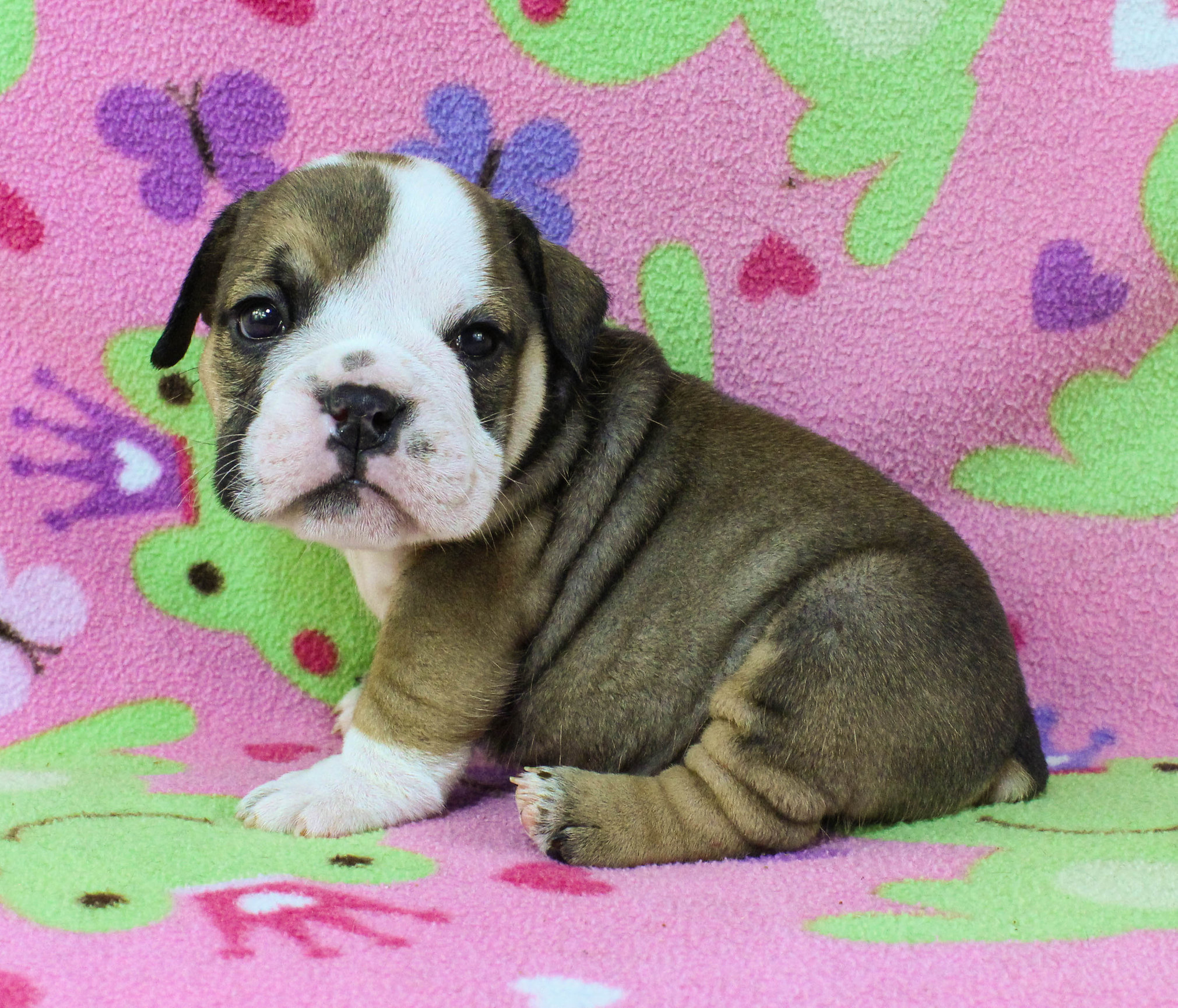 Home of the Smaller AKC English Bulldog Puppies - Newbies