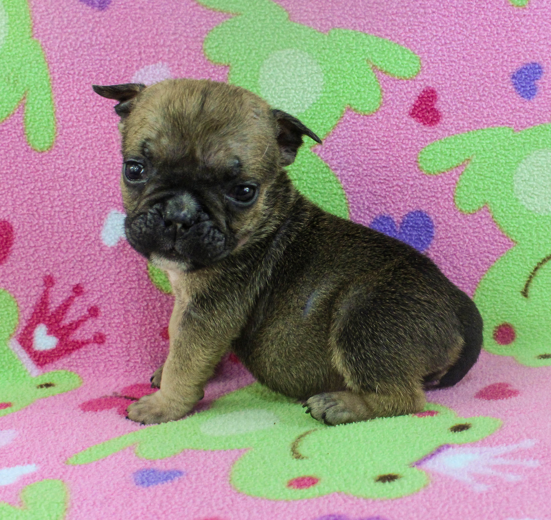Home of the Smaller AKC English Bulldog Puppies - Newbies