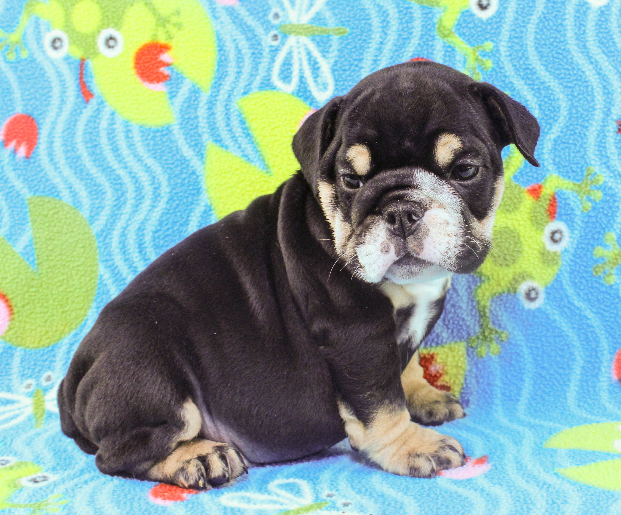 Home of the Smaller AKC English Bulldog Puppies - Newbies