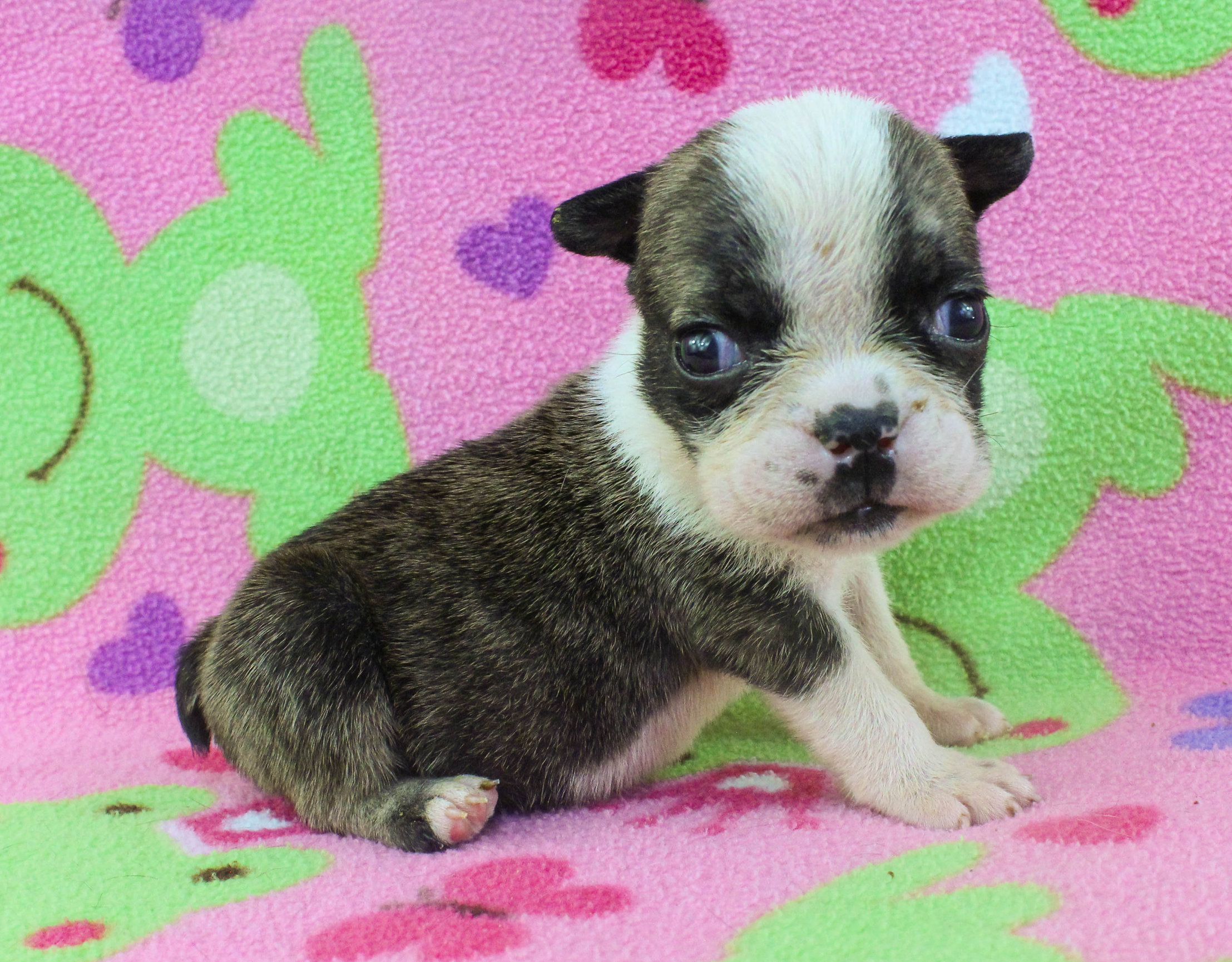 Home of the Smaller AKC English Bulldog Puppies - Newbies