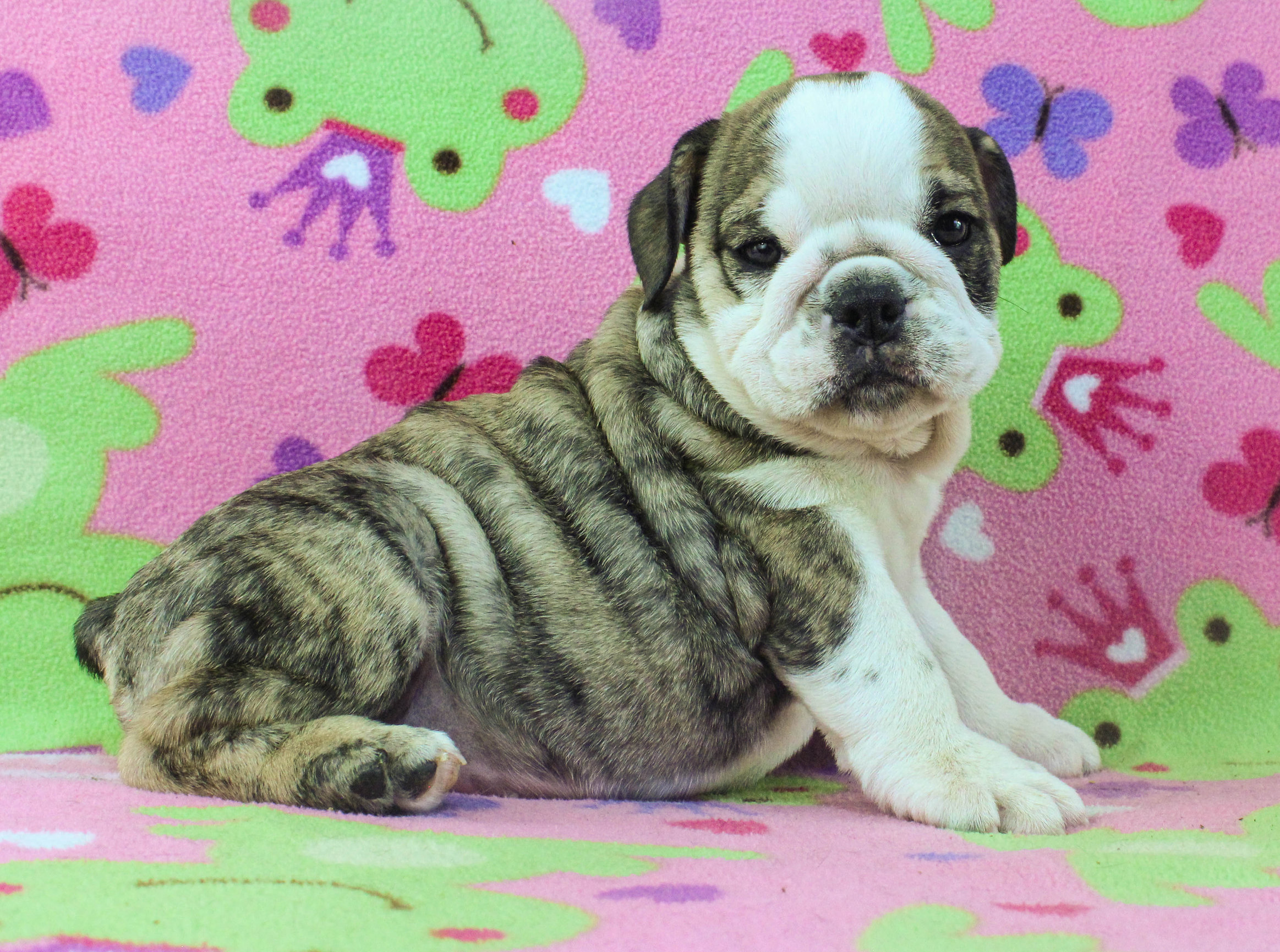 Home of the Smaller AKC English Bulldog Puppies - Newbies