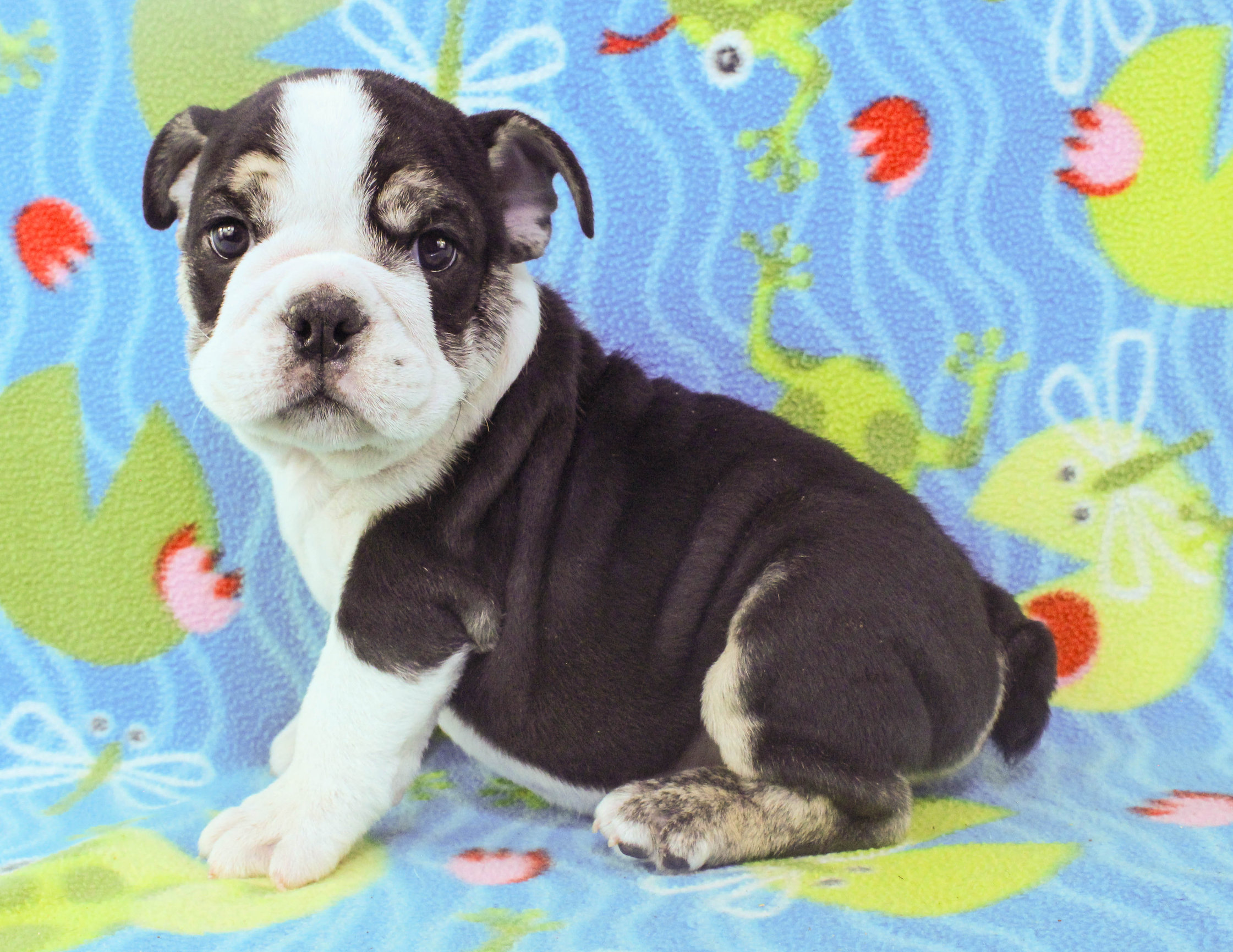 Home of the Smaller AKC English Bulldog Puppies - Newbies