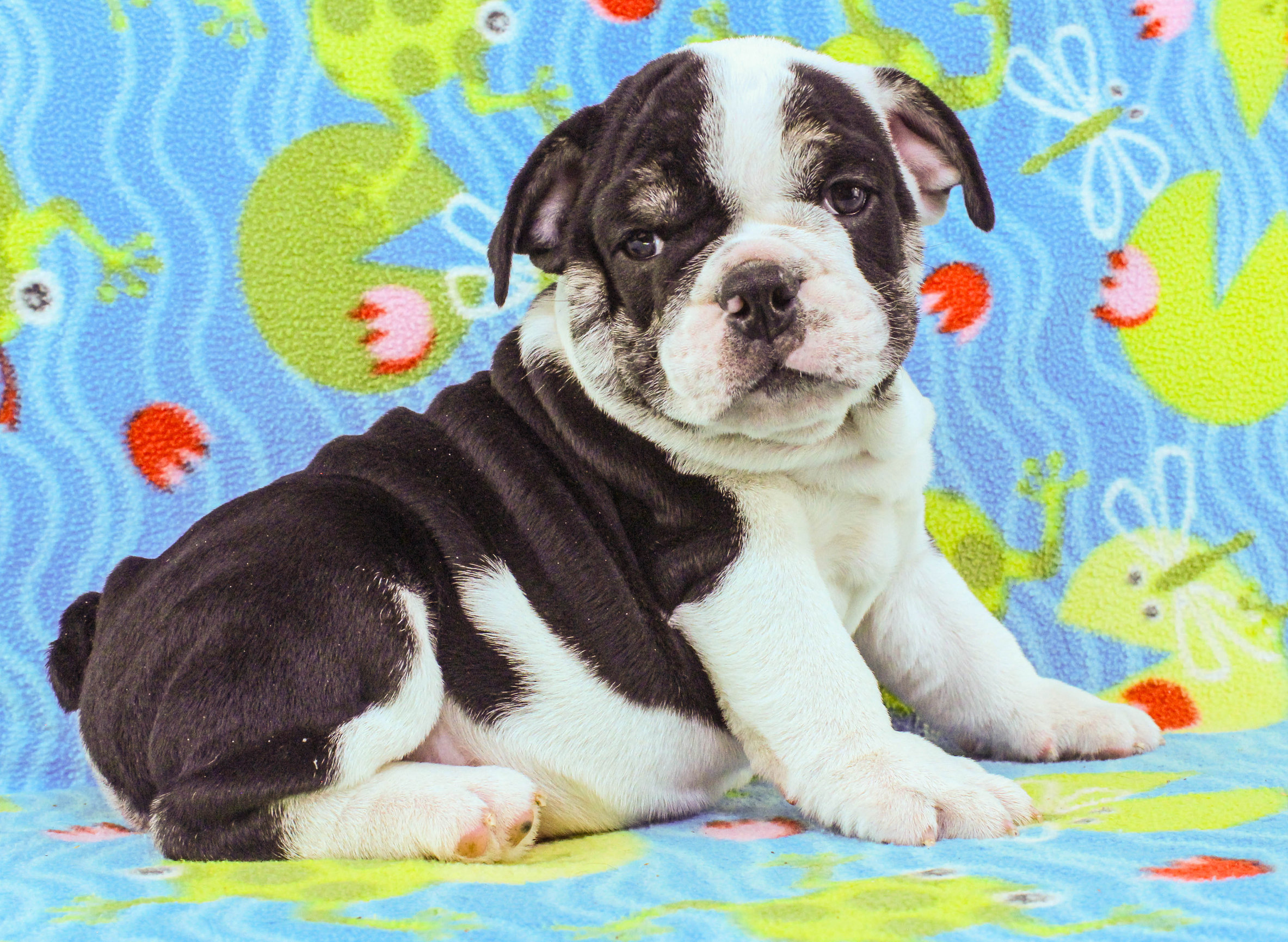 Home of the Smaller AKC English Bulldog Puppies - Newbies