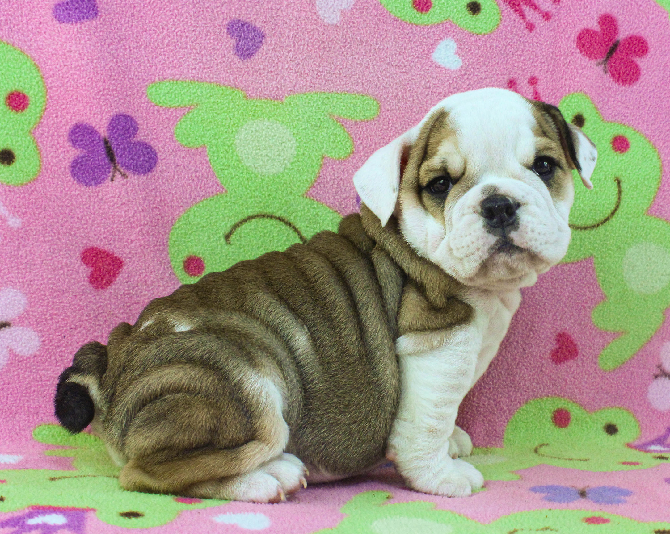 Home of the Smaller AKC English Bulldog Puppies - Newbies