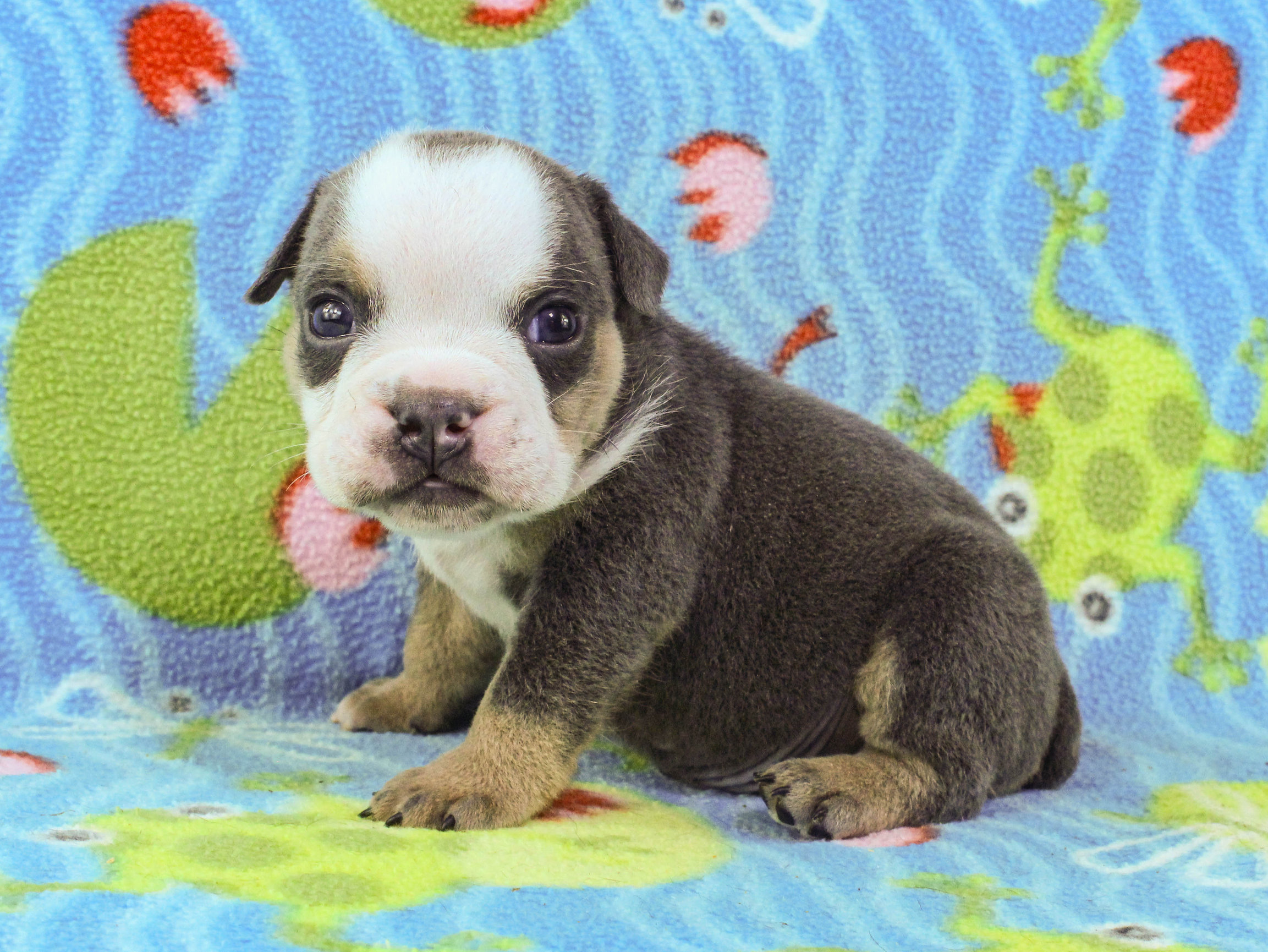 Home of the Smaller AKC English Bulldog Puppies - Newbies