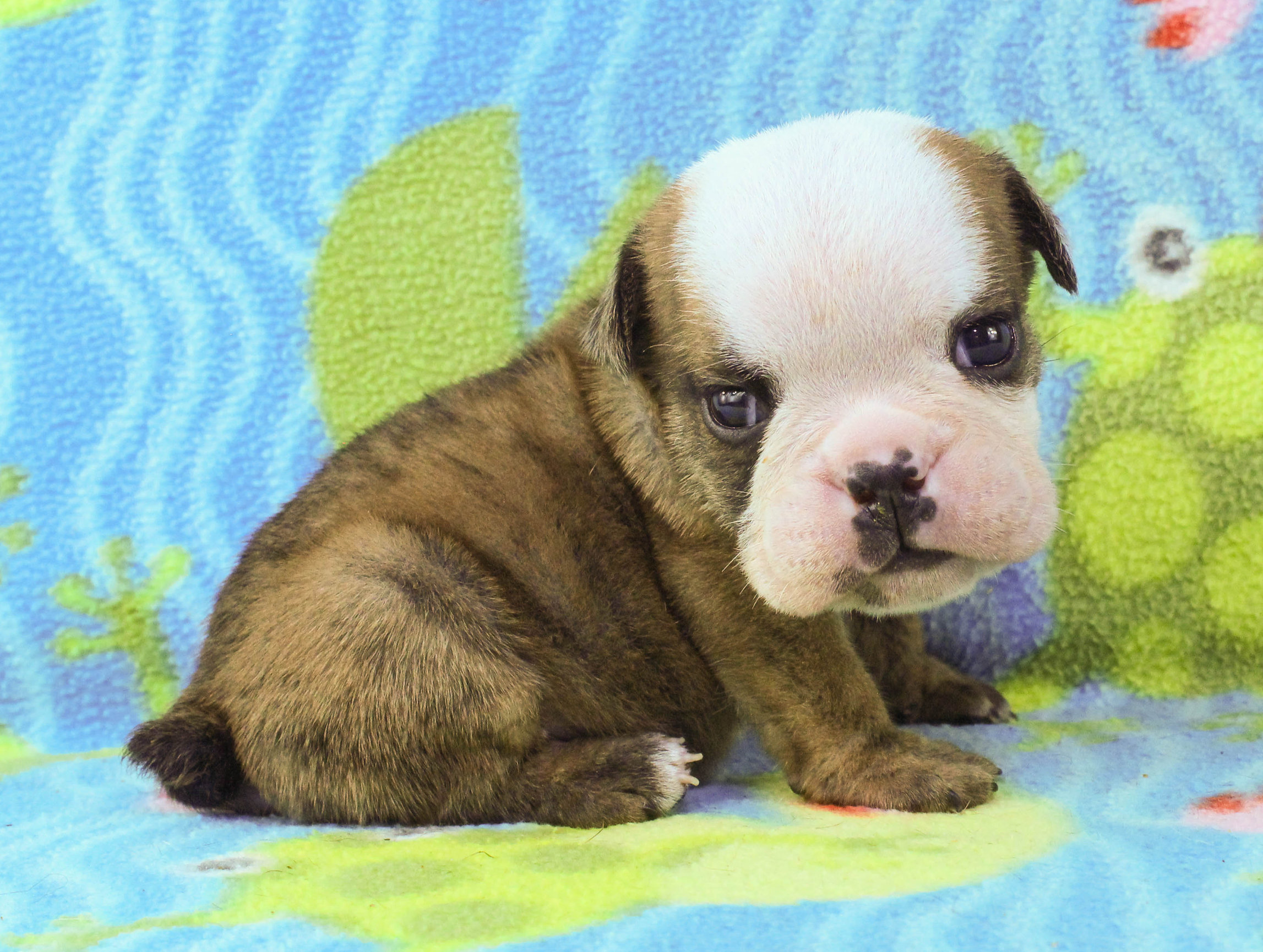 Home of the Smaller AKC English Bulldog Puppies - Newbies