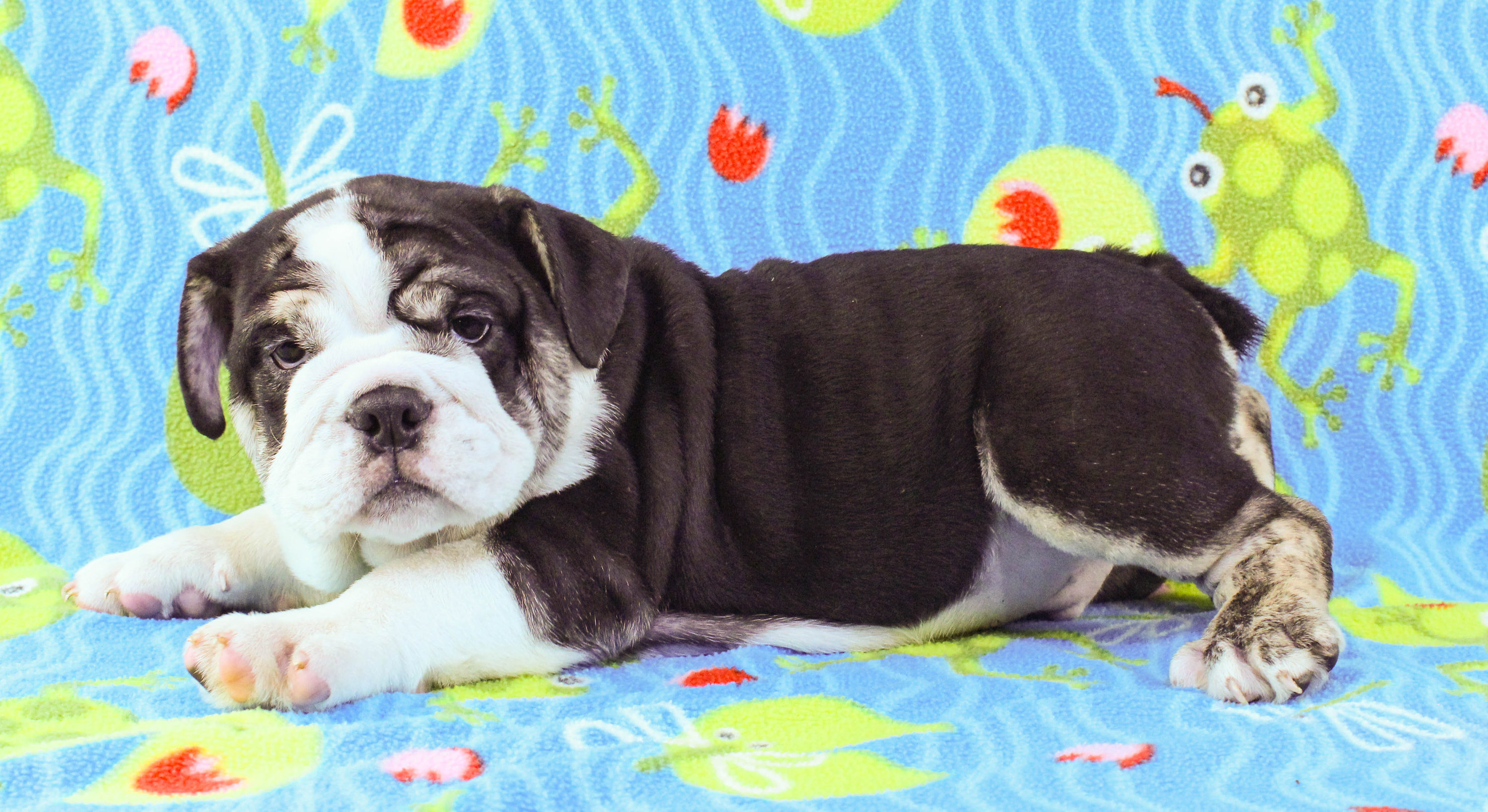Home of the Smaller AKC English Bulldog Puppies - Newbies