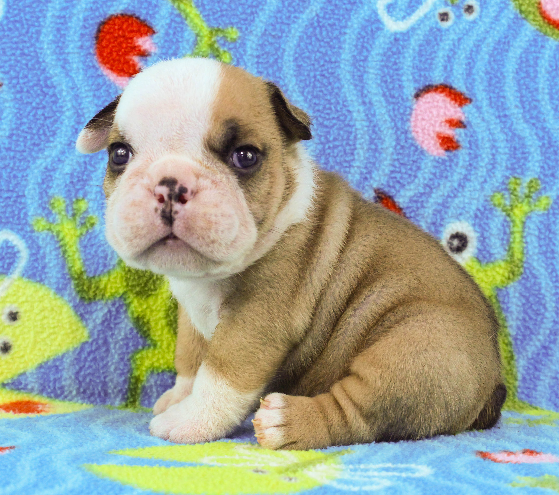 Home of the Smaller AKC English Bulldog Puppies - Newbies