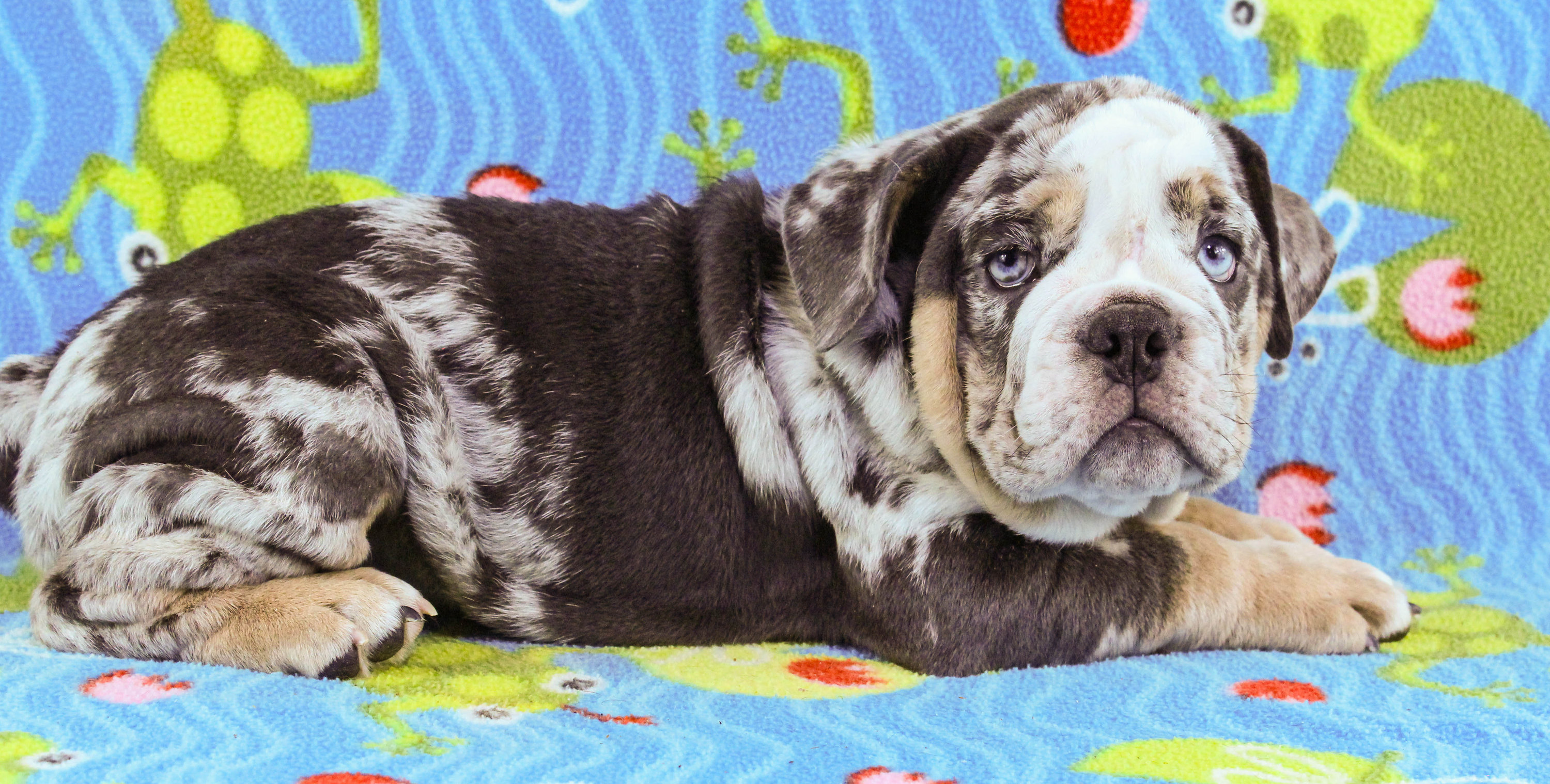 Home of the Smaller AKC English Bulldog Puppies - Newbies