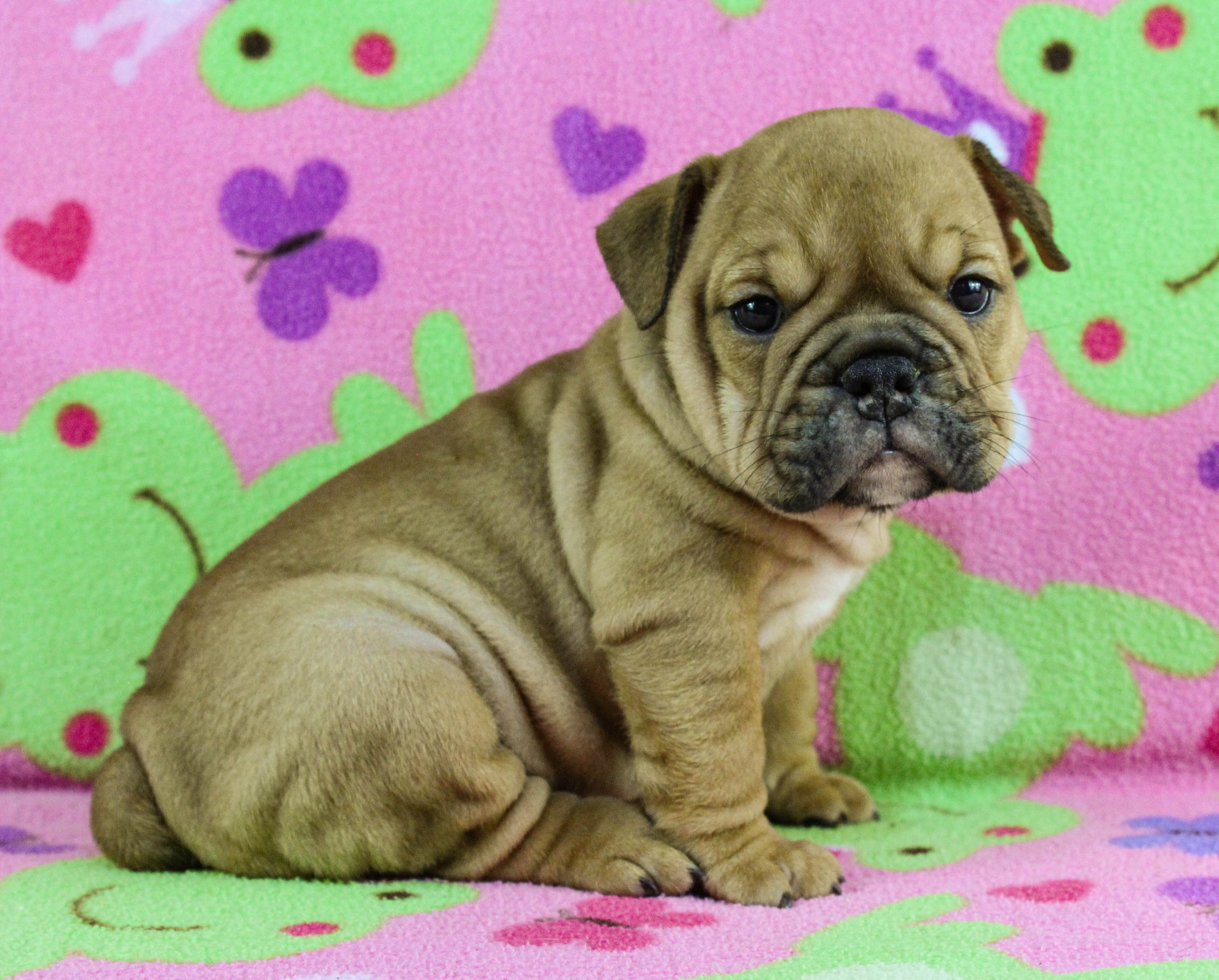 Home of the Smaller AKC English Bulldog Puppies - Newbies