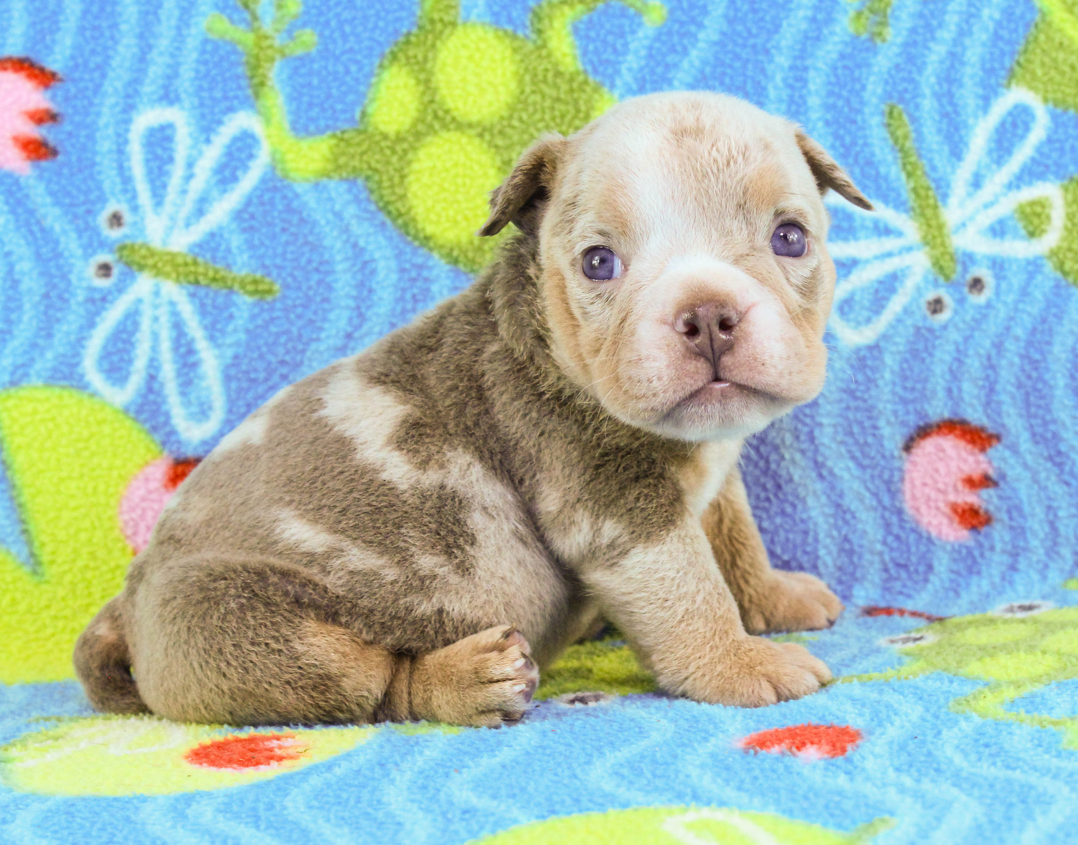 Home of the Smaller AKC English Bulldog Puppies - Newbies