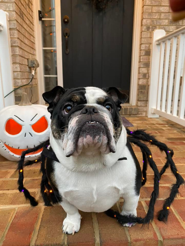 Zoey a Sugarplum Bulldog ready for Halloween!
