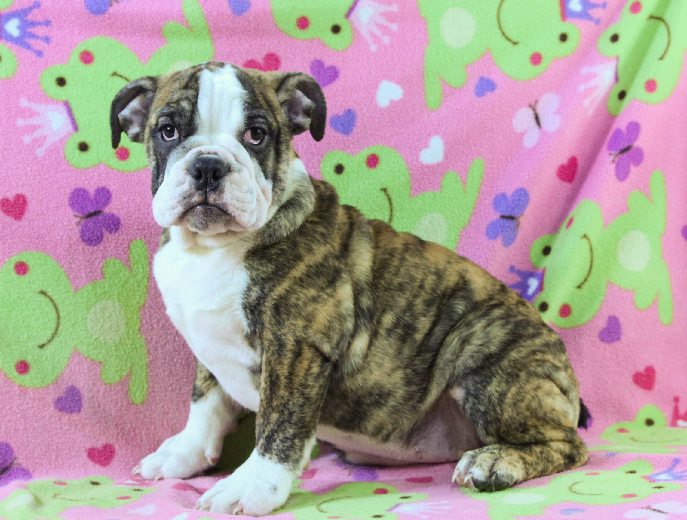 Home of the Smaller AKC English Bulldog Puppies - Newbies