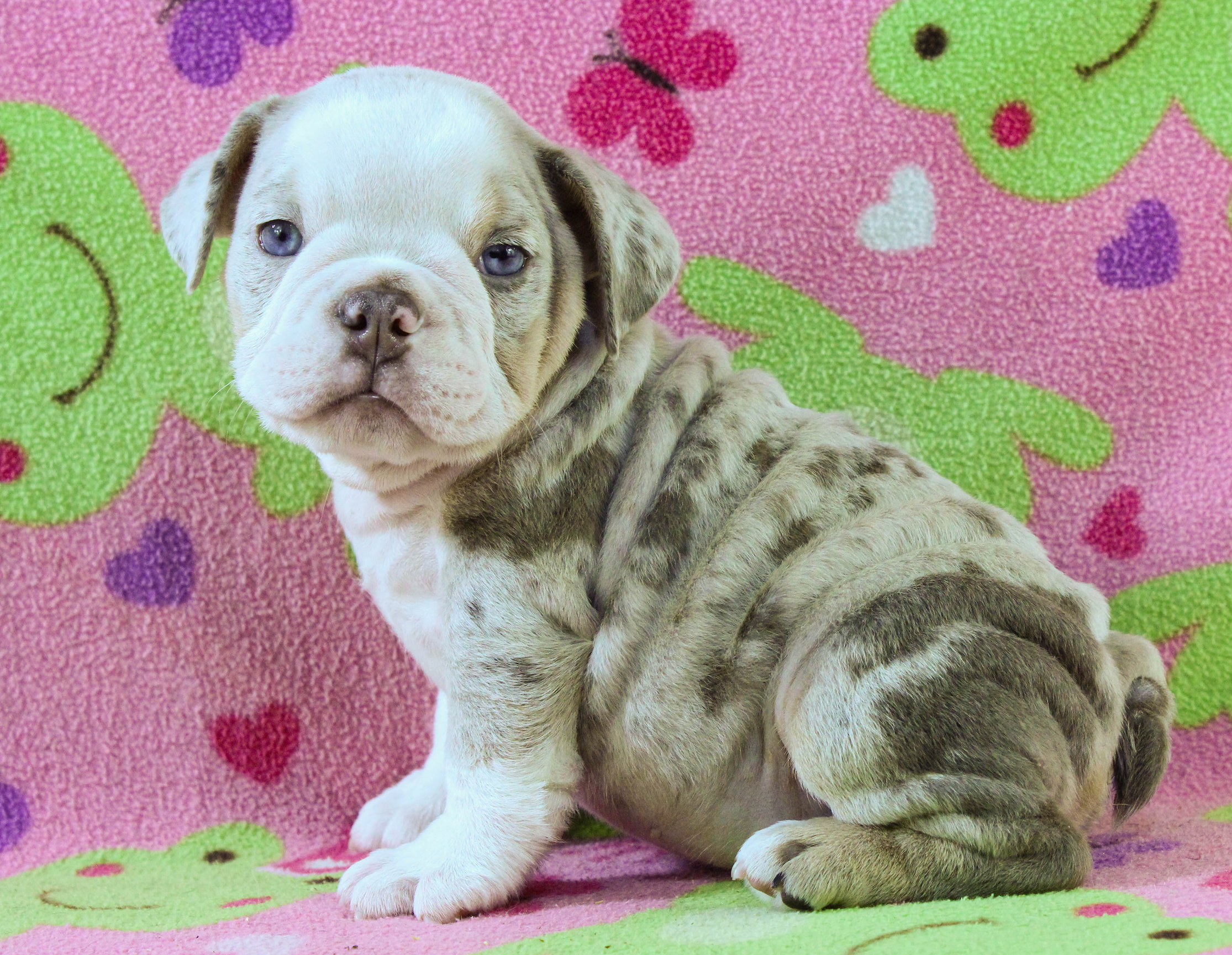 Home of the Smaller AKC English Bulldog Puppies - Newbies