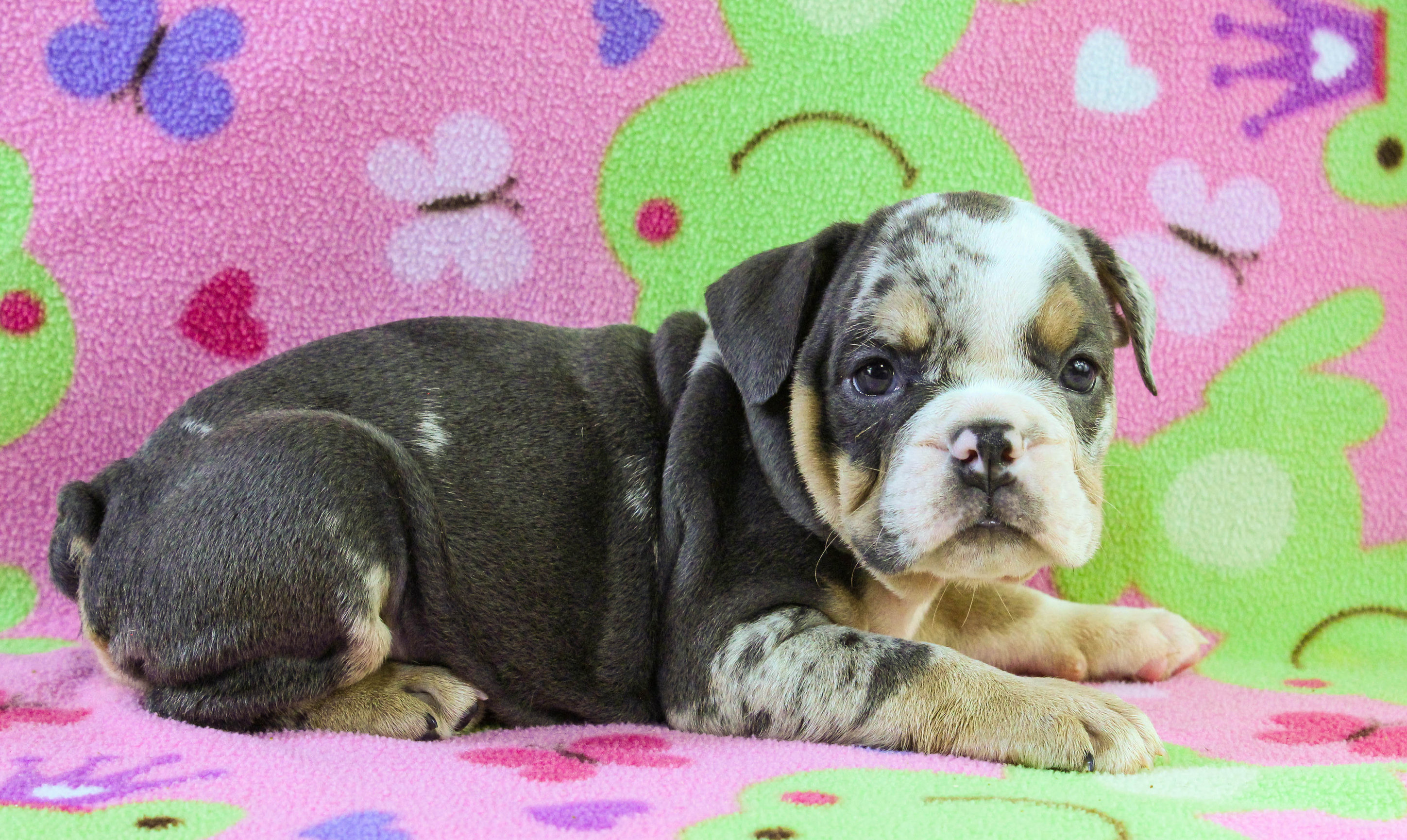 Home of the Smaller AKC English Bulldog Puppies - Newbies