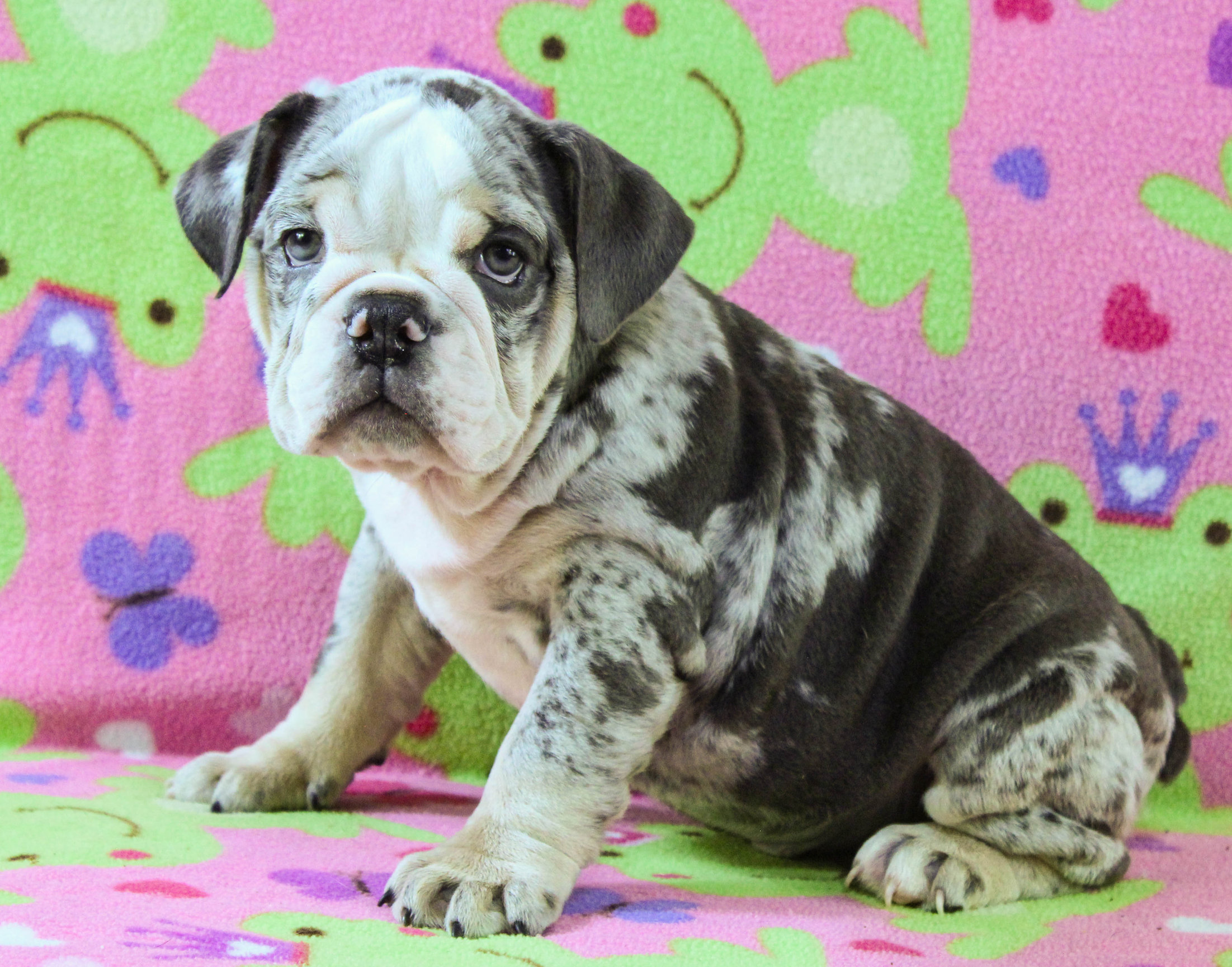Home of the Smaller AKC English Bulldog Puppies - Newbies