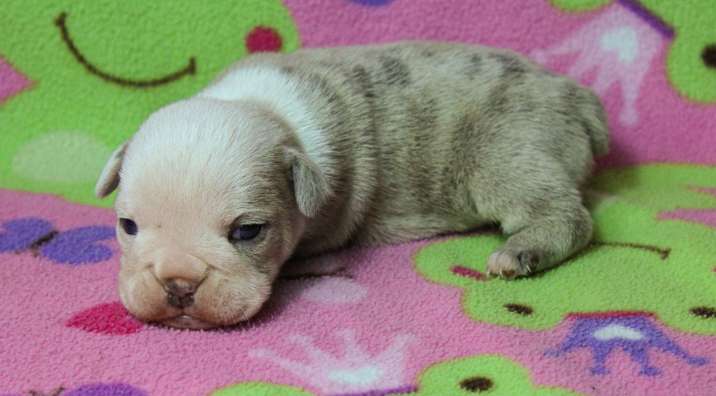 Home of the Smaller AKC English Bulldog Puppies - Newbies