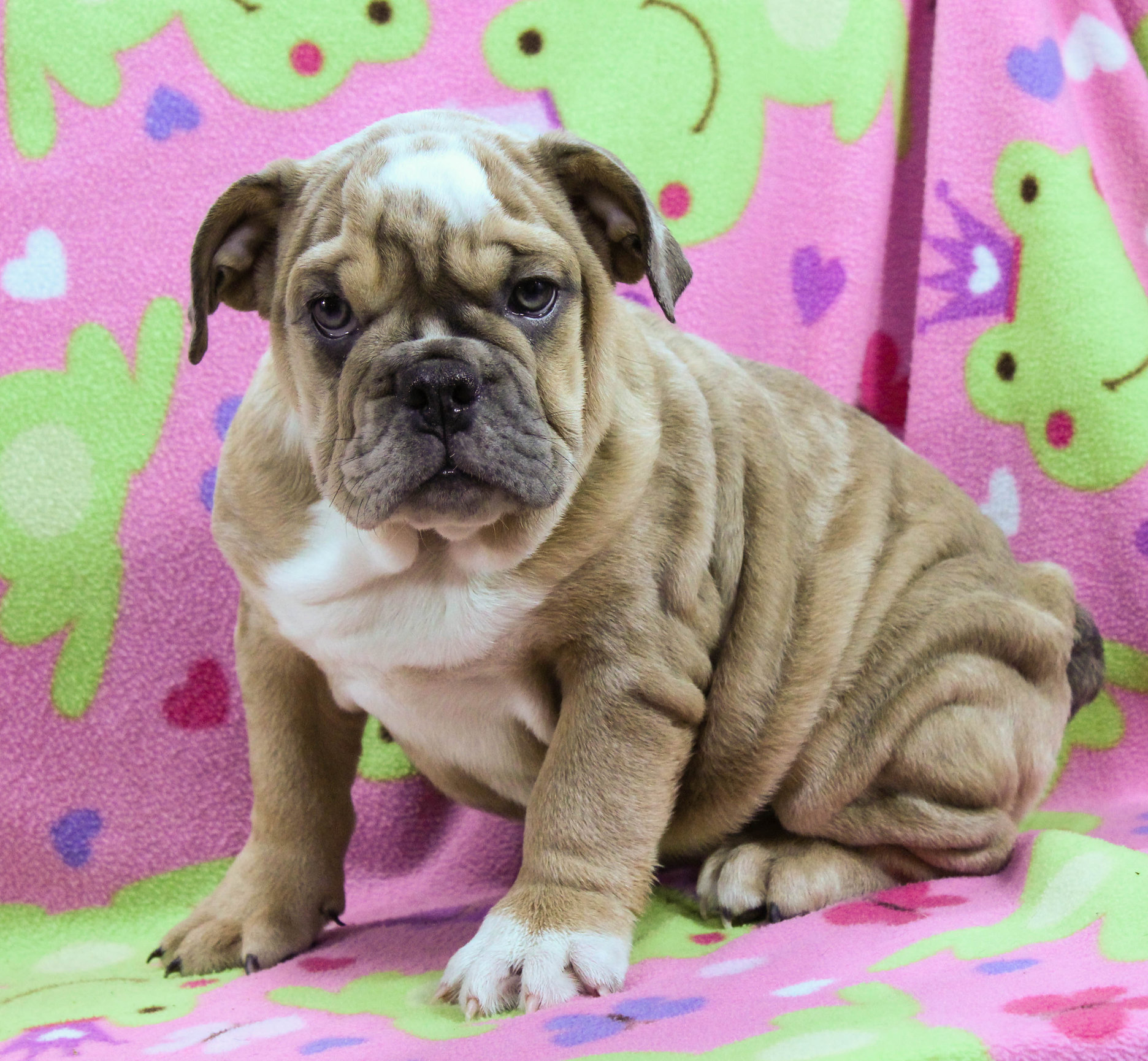 Home of the Smaller AKC English Bulldog Puppies - Newbies