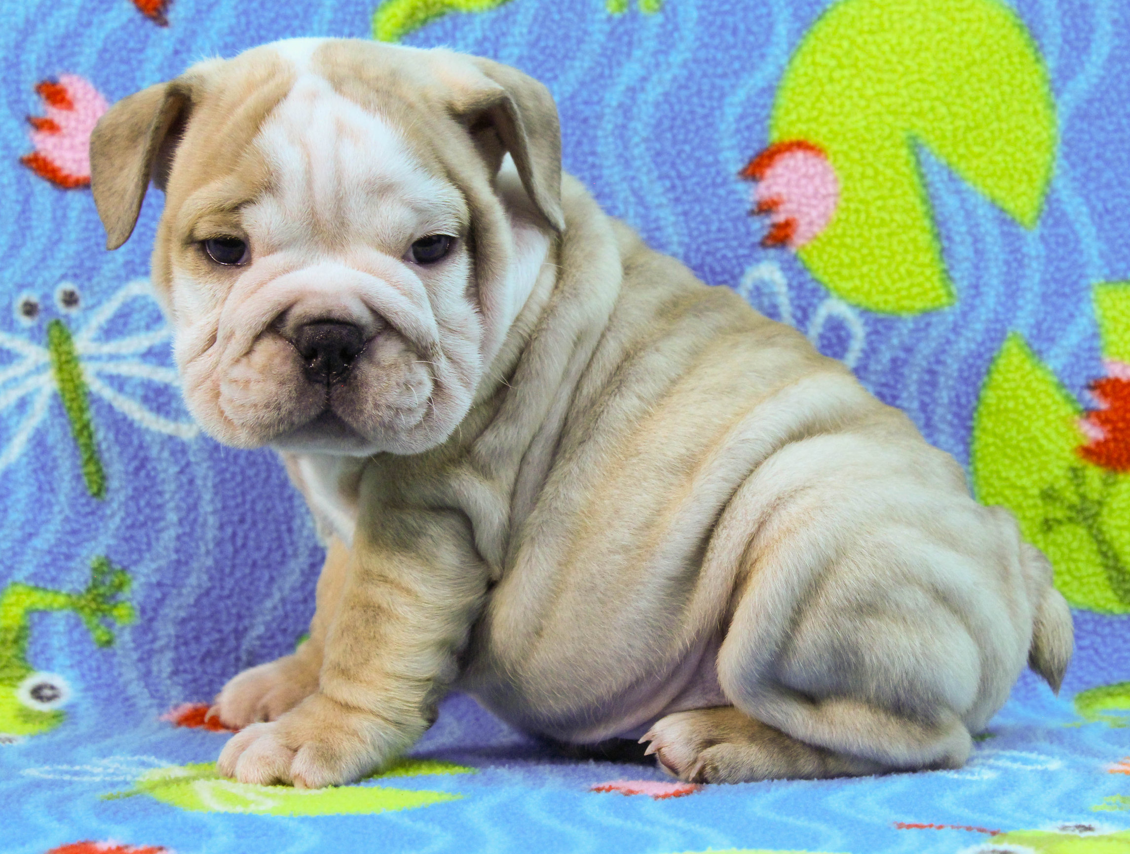 Home of the Smaller AKC English Bulldog Puppies - Newbies