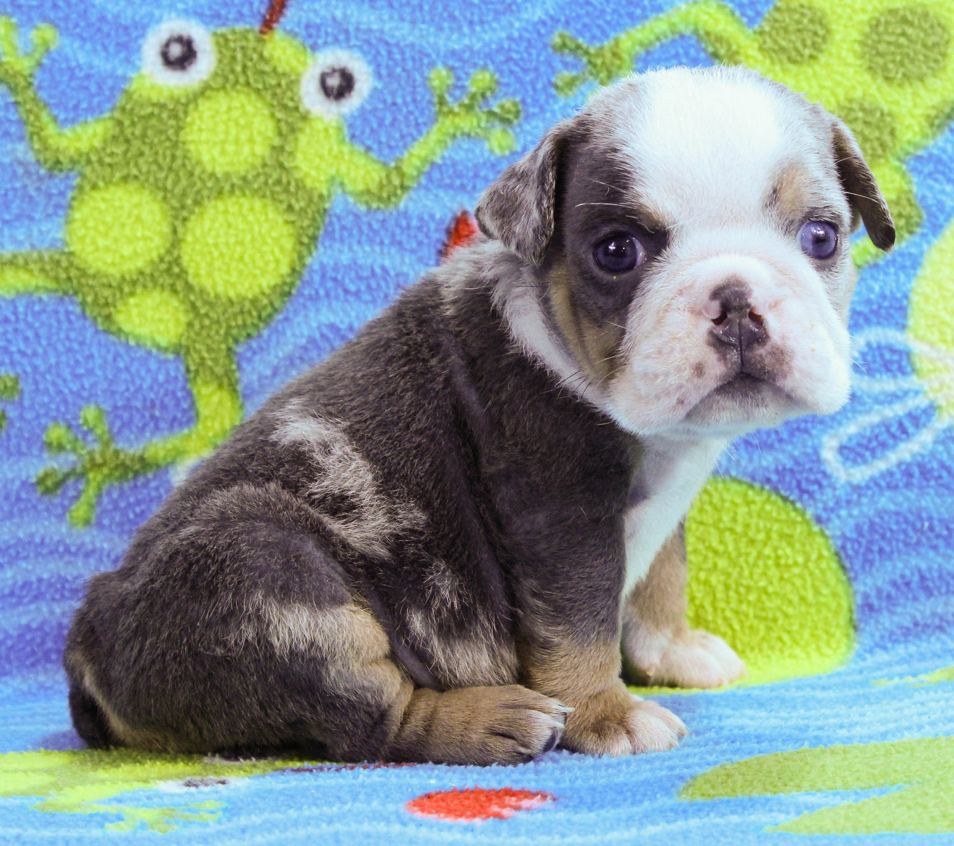 Home of the Smaller AKC English Bulldog Puppies - Newbies
