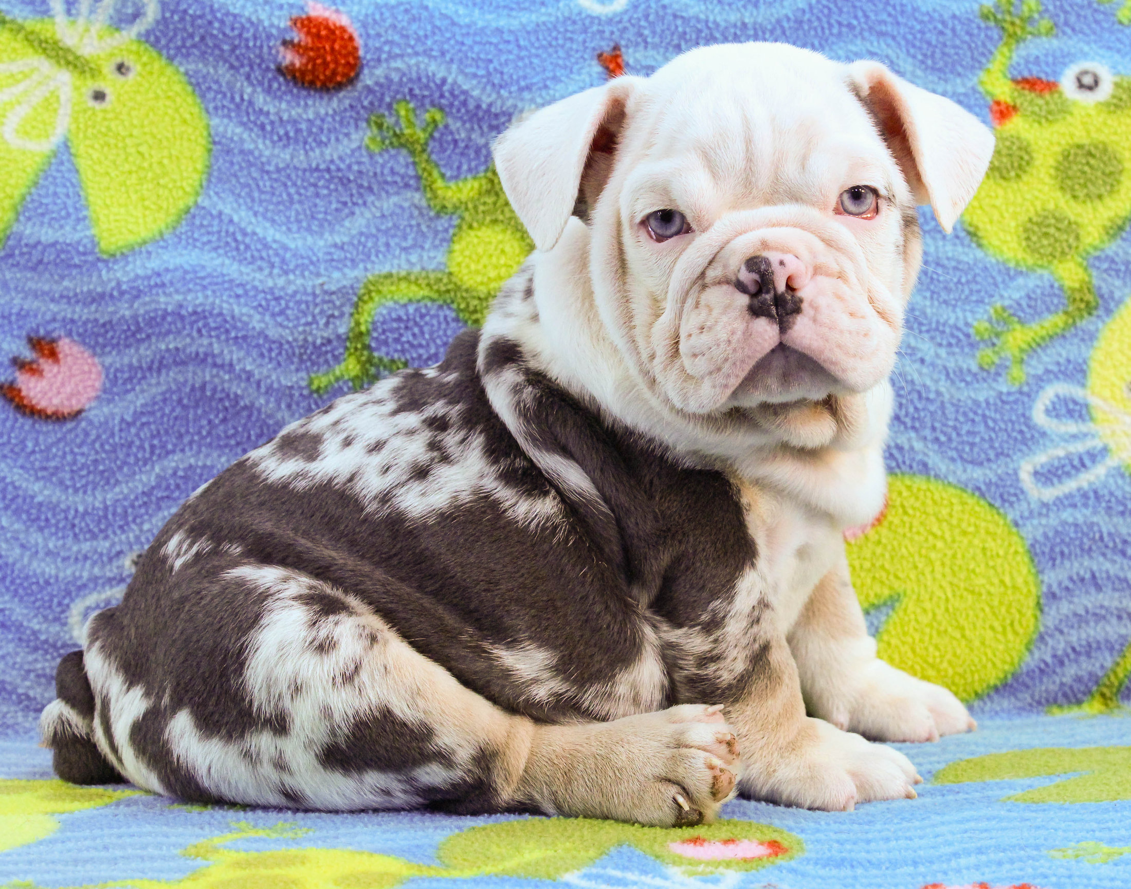 Home of the Smaller AKC English Bulldog Puppies - Newbies