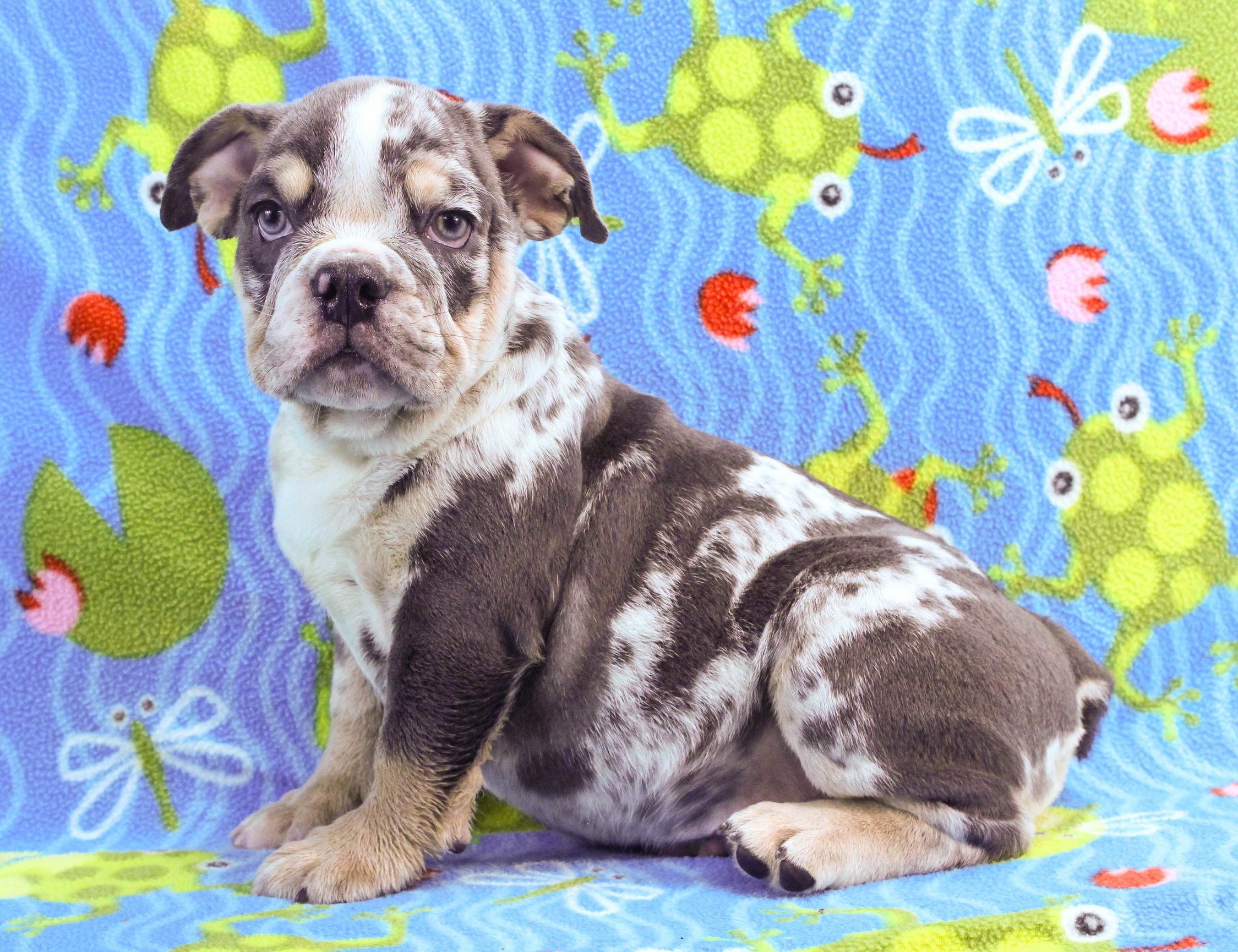 Home of the Smaller AKC English Bulldog Puppies - Newbies