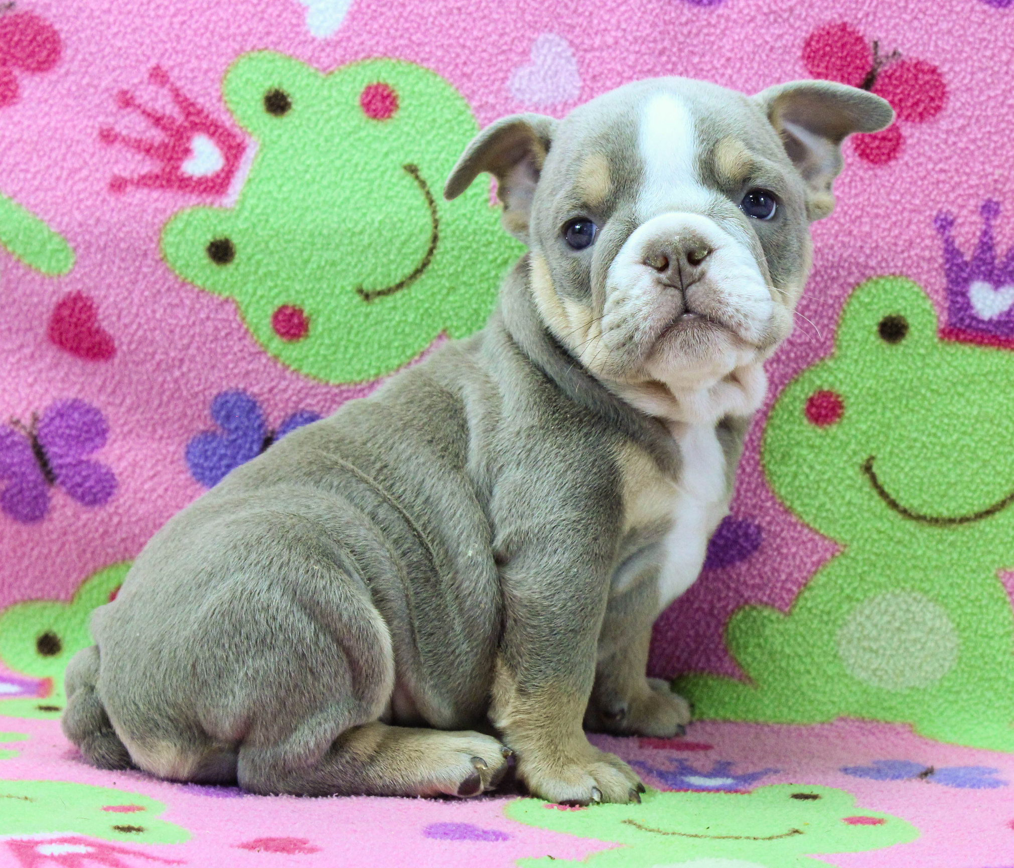 Home of the Smaller AKC English Bulldog Puppies - Newbies