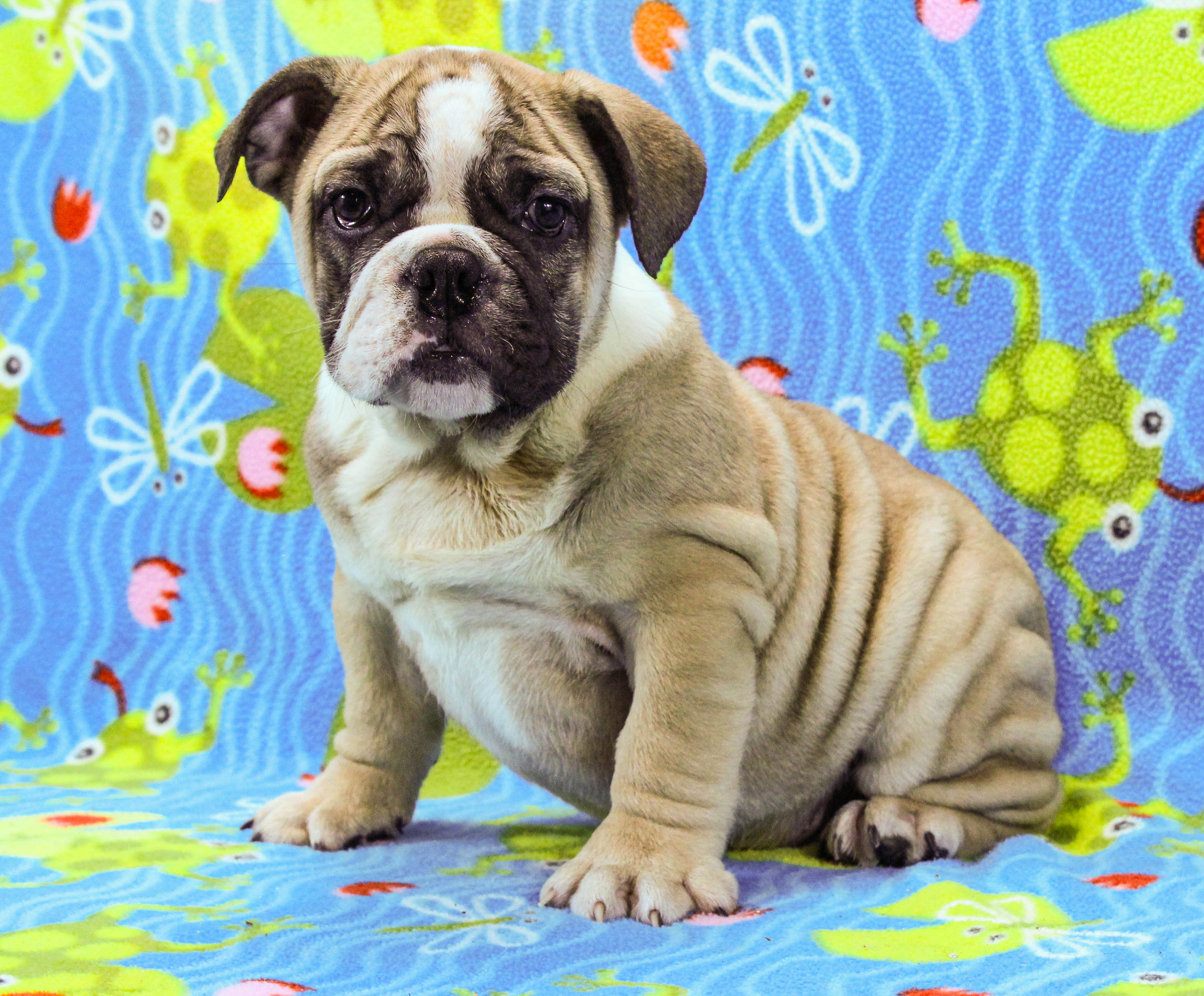 Home of the Smaller AKC English Bulldog Puppies - Newbies