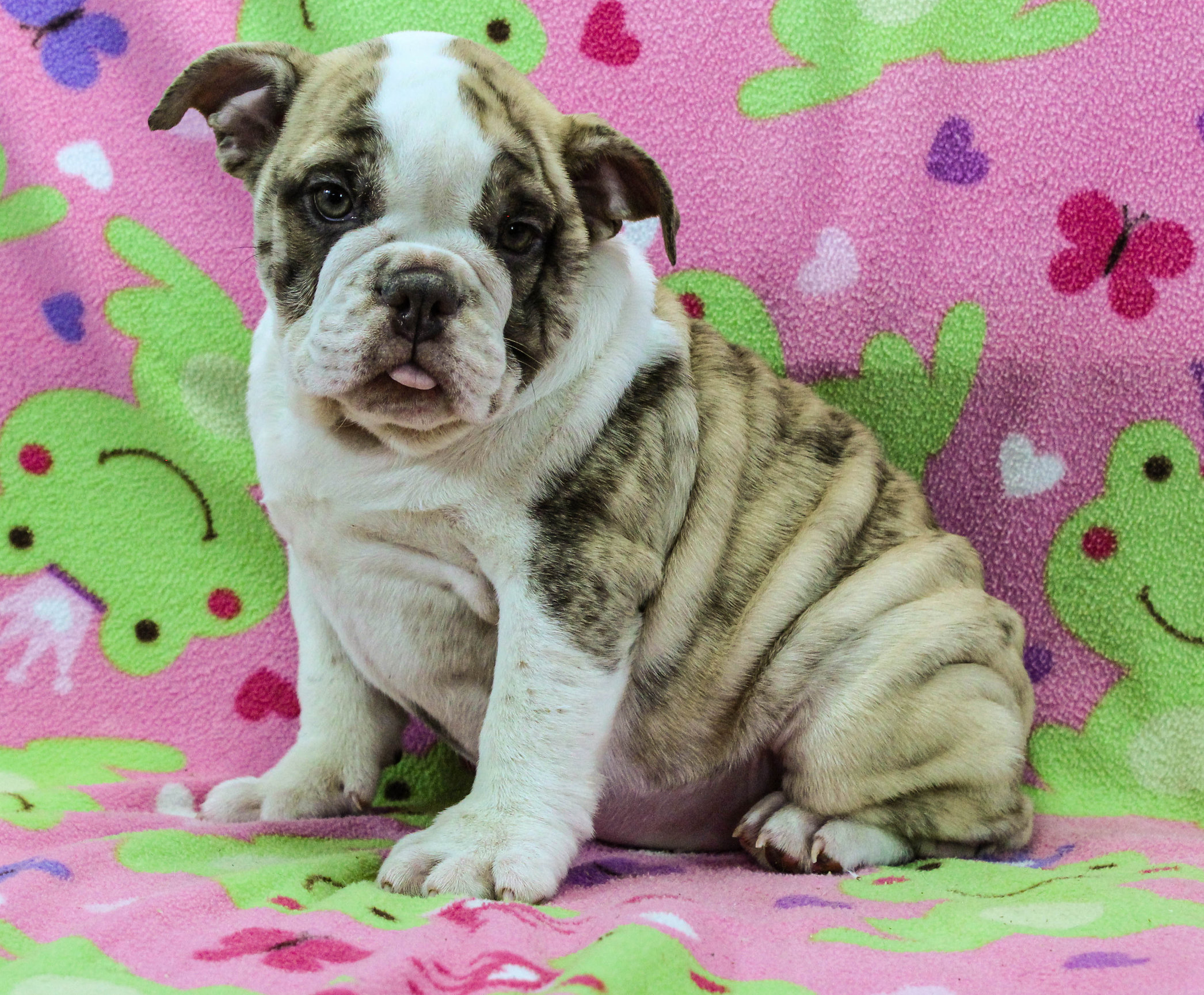 Home of the Smaller AKC English Bulldog Puppies - Newbies