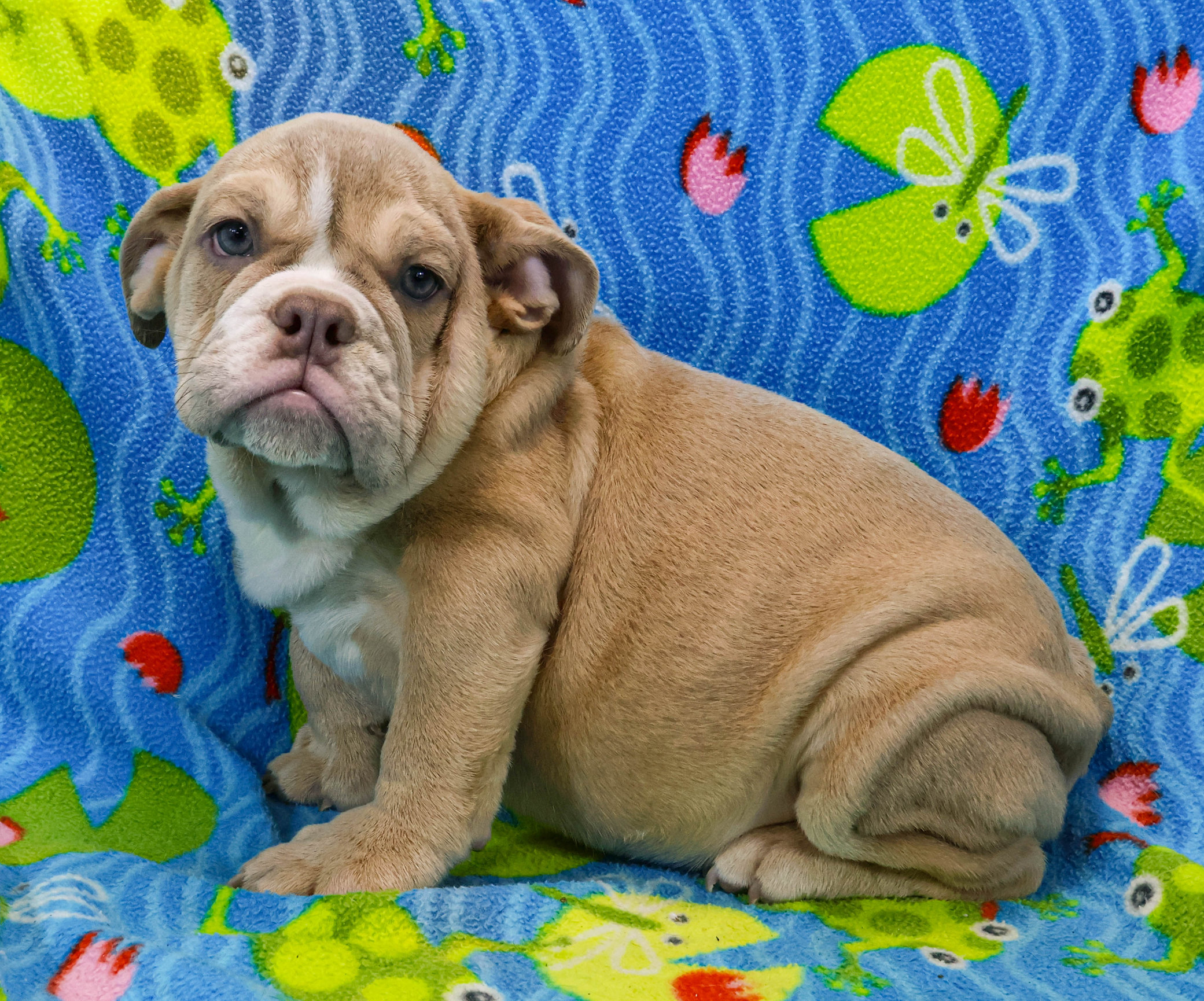 Home of the Smaller AKC English Bulldog Puppies - Newbies
