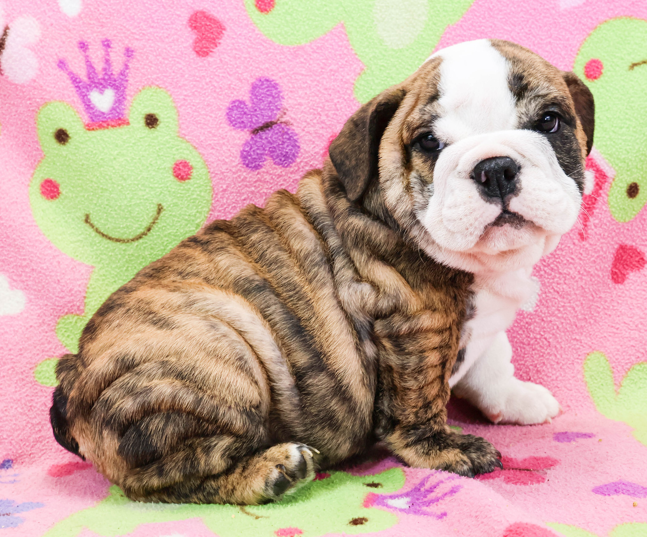 Home of the Smaller AKC English Bulldog Puppies - Newbies