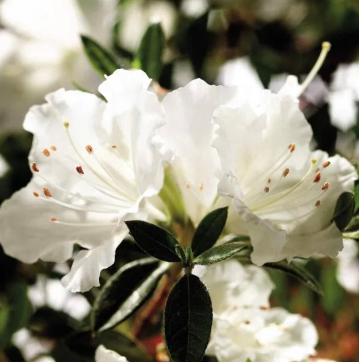 Freeze Hardy Plants and Shrubs For Dallas