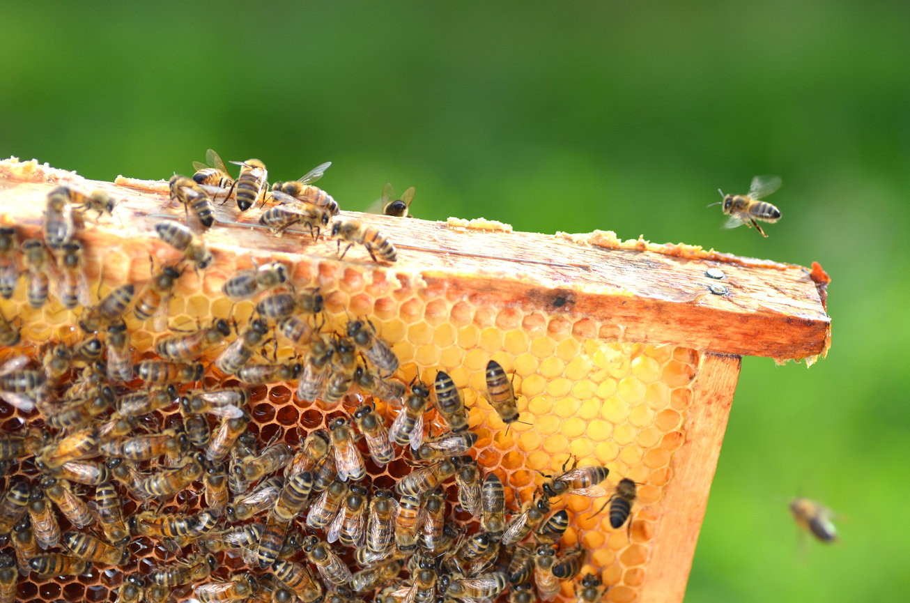 979 Honey Bee Comb Stock Photos, High-Res Pictures, and Images