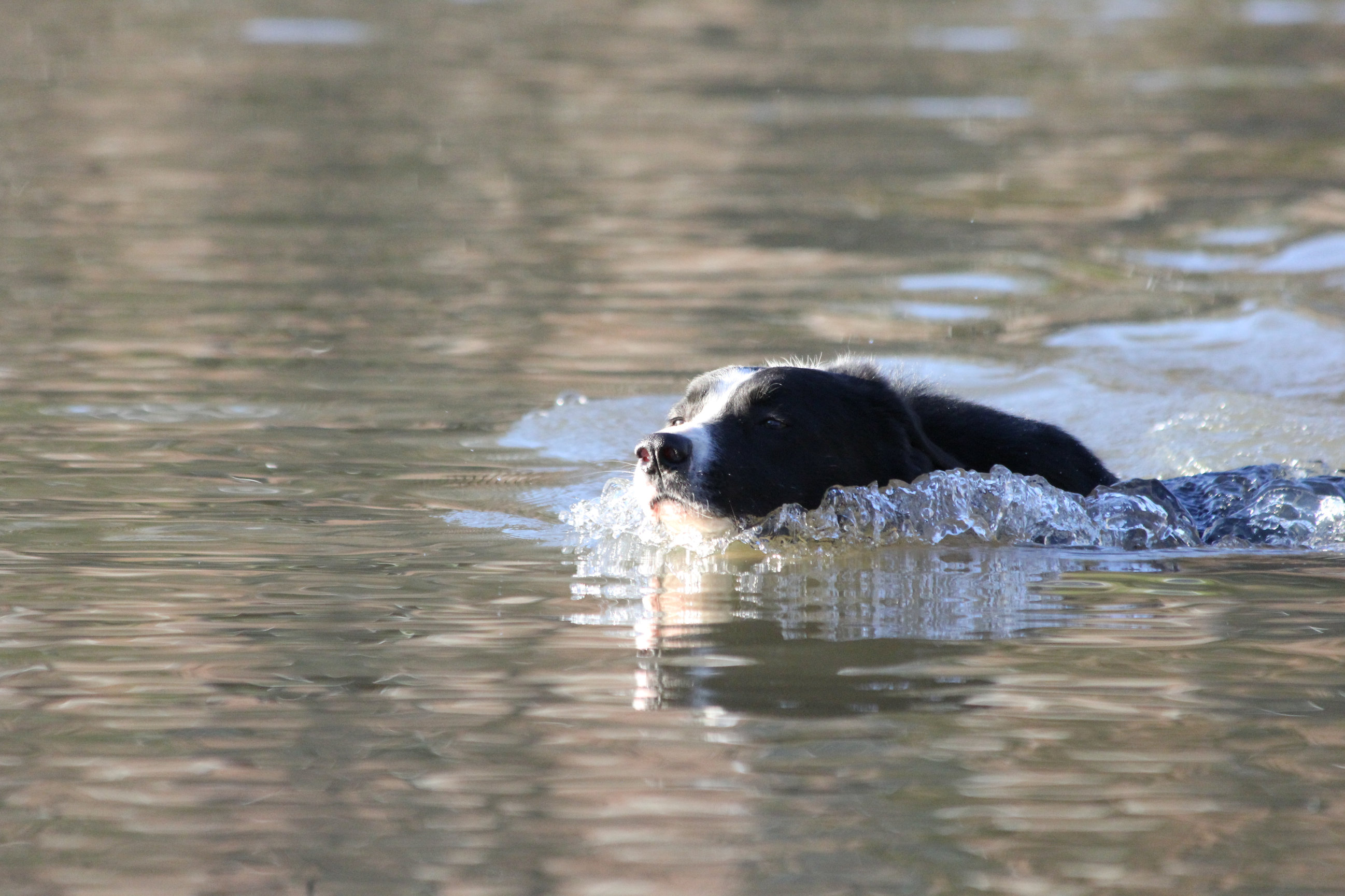 Goose Control Greensboro NC | Goose Masters | Get Rid of Geese